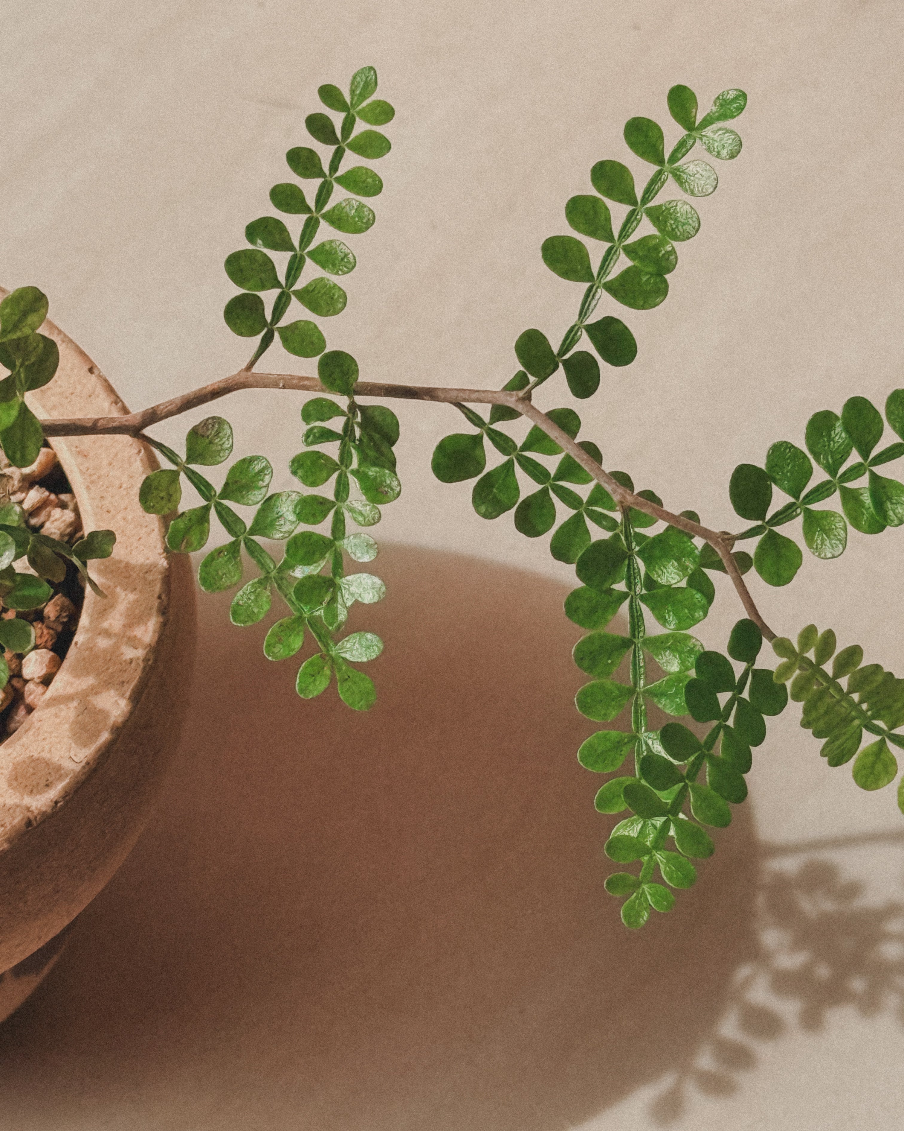 Operculicarya Pachypus super mini