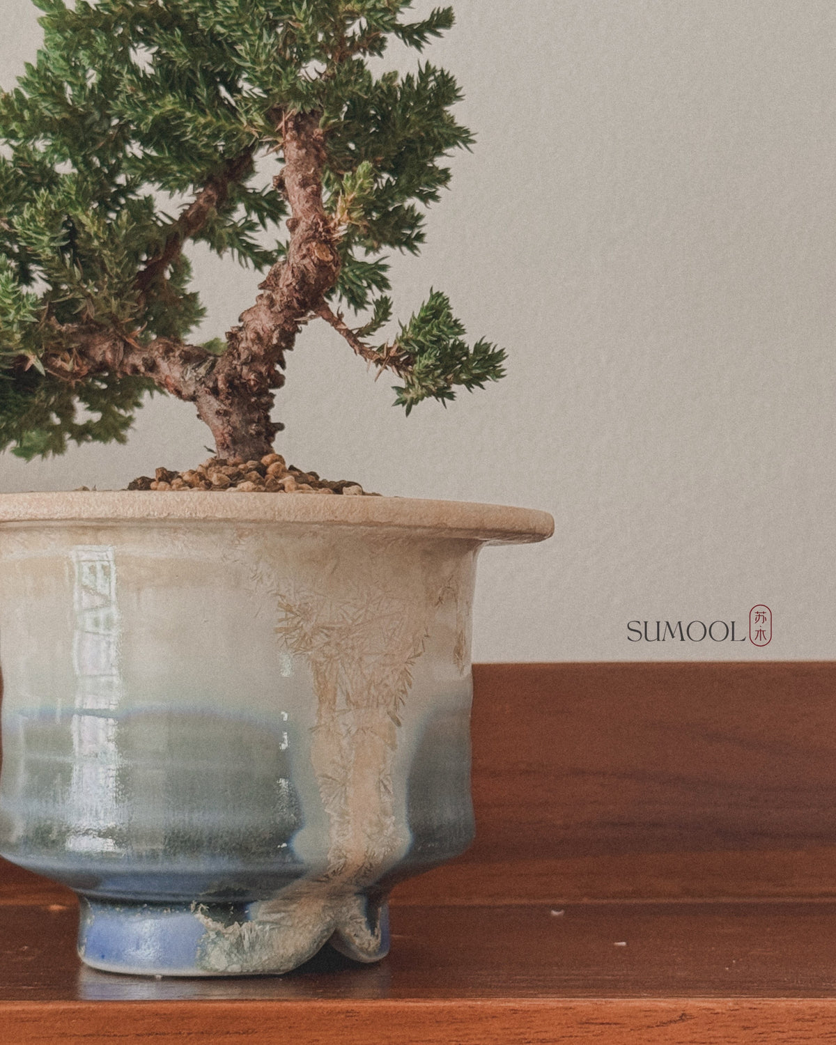 Little Japanese Juniper Sleeping Pine
