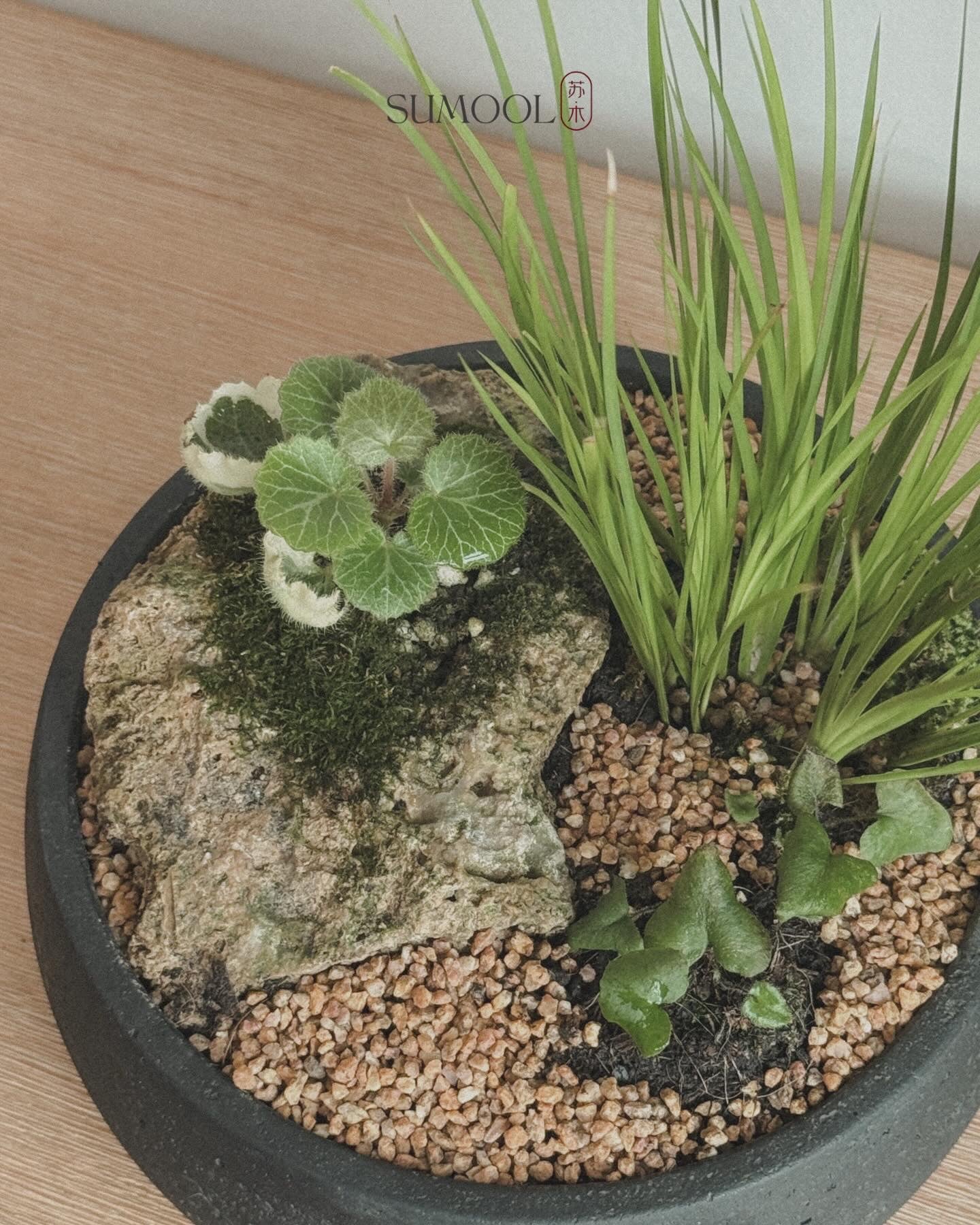 Little Mountain