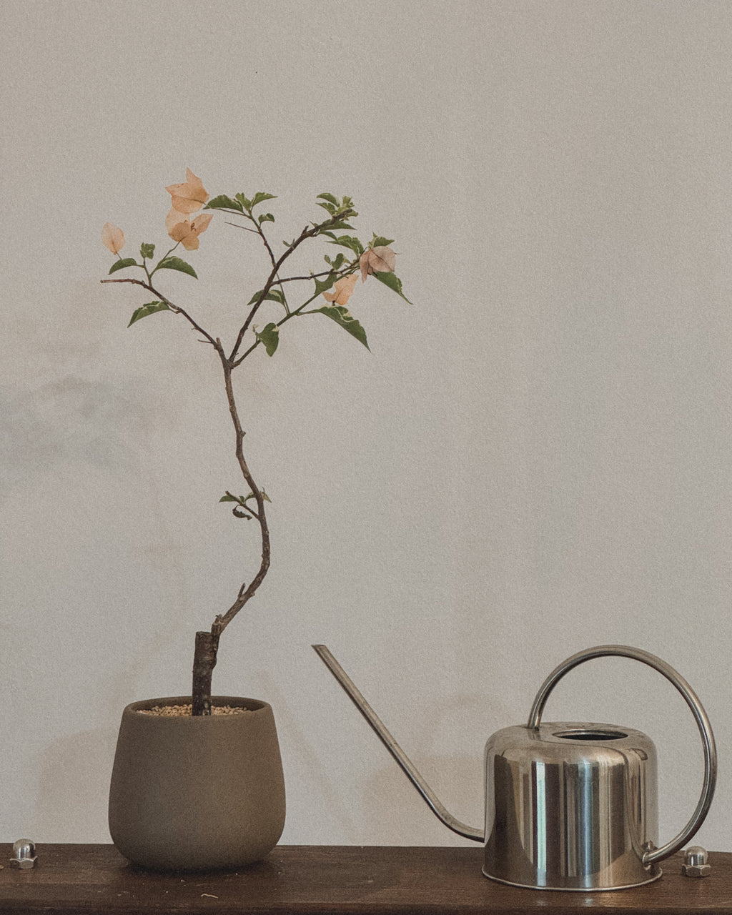 Variegated Bougainvillea