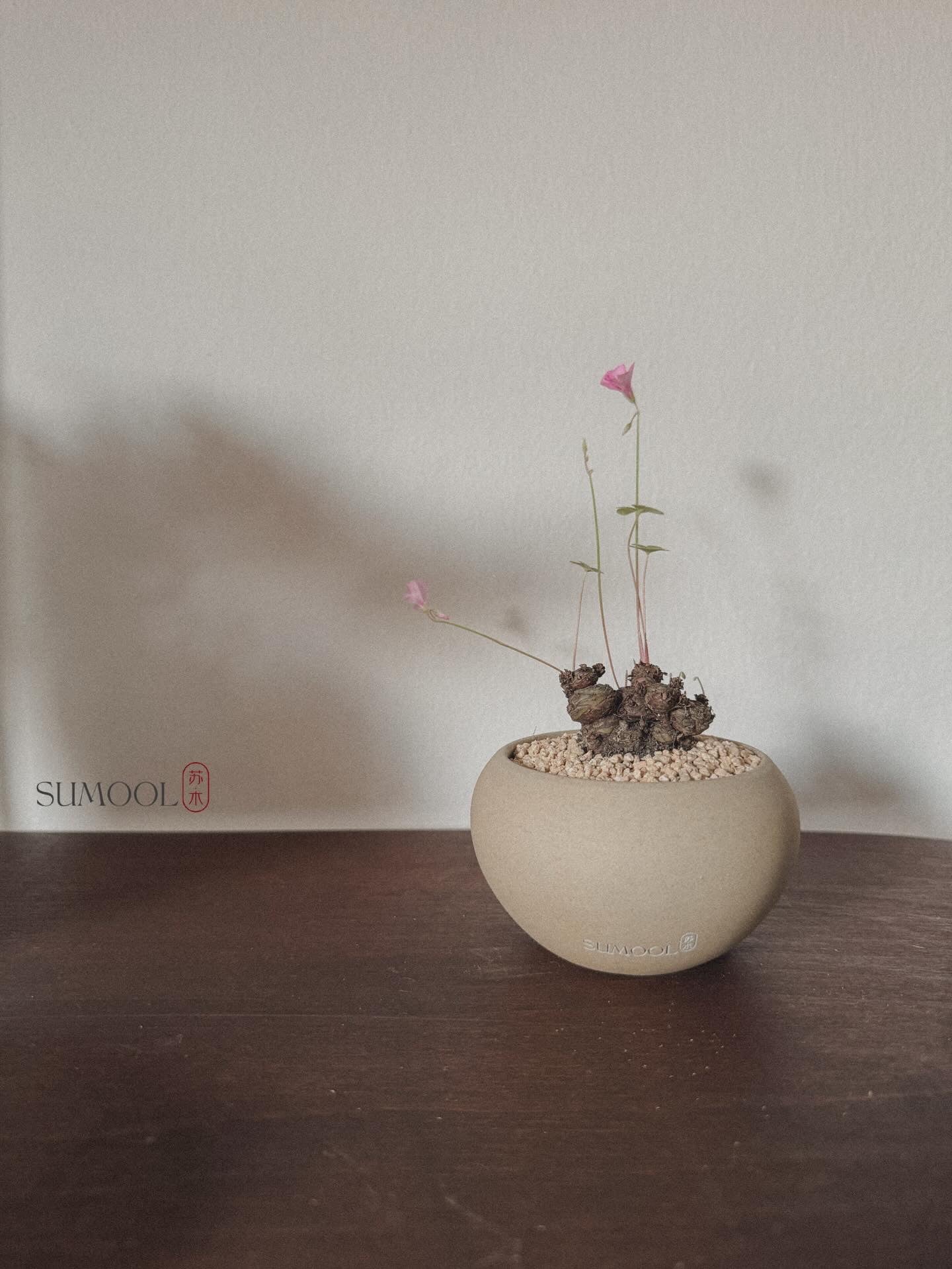 Oxalis Triangularis (Three-Leaf Clover)