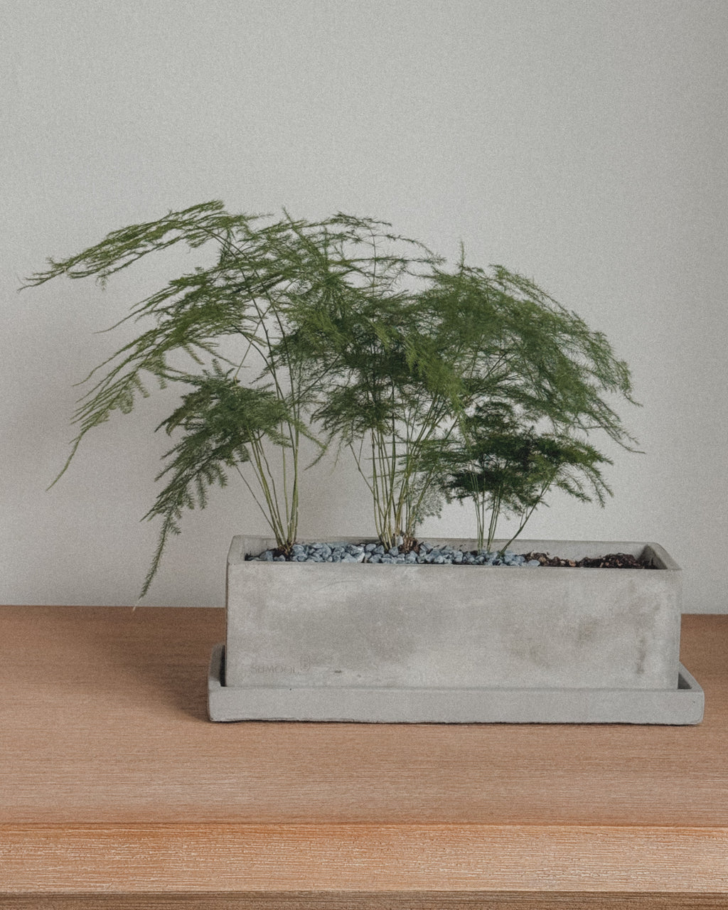 Asparagus Fern Table Forest style