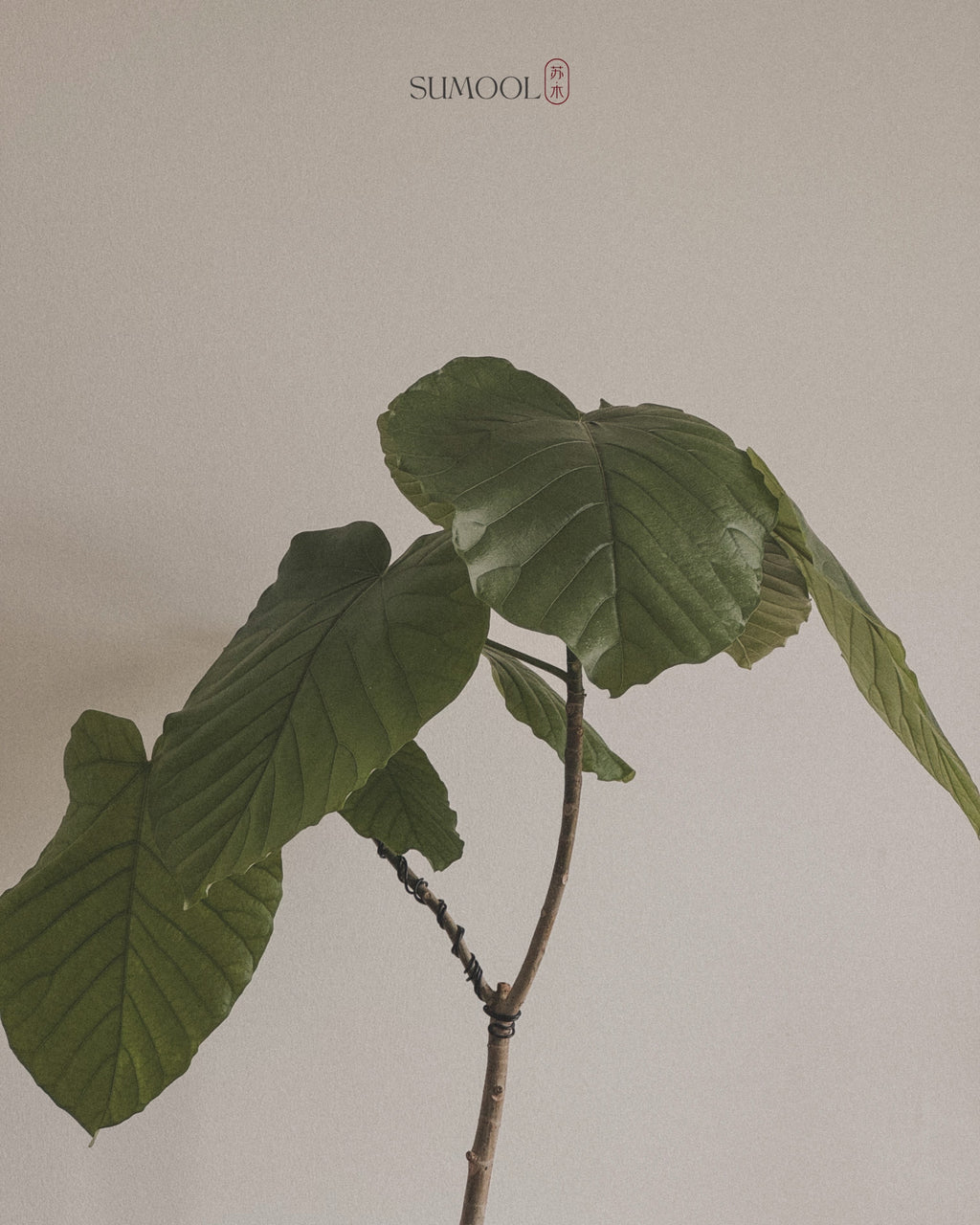 Ficus Umbellata