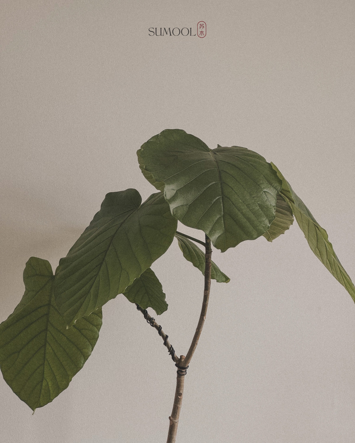Ficus Umbellata