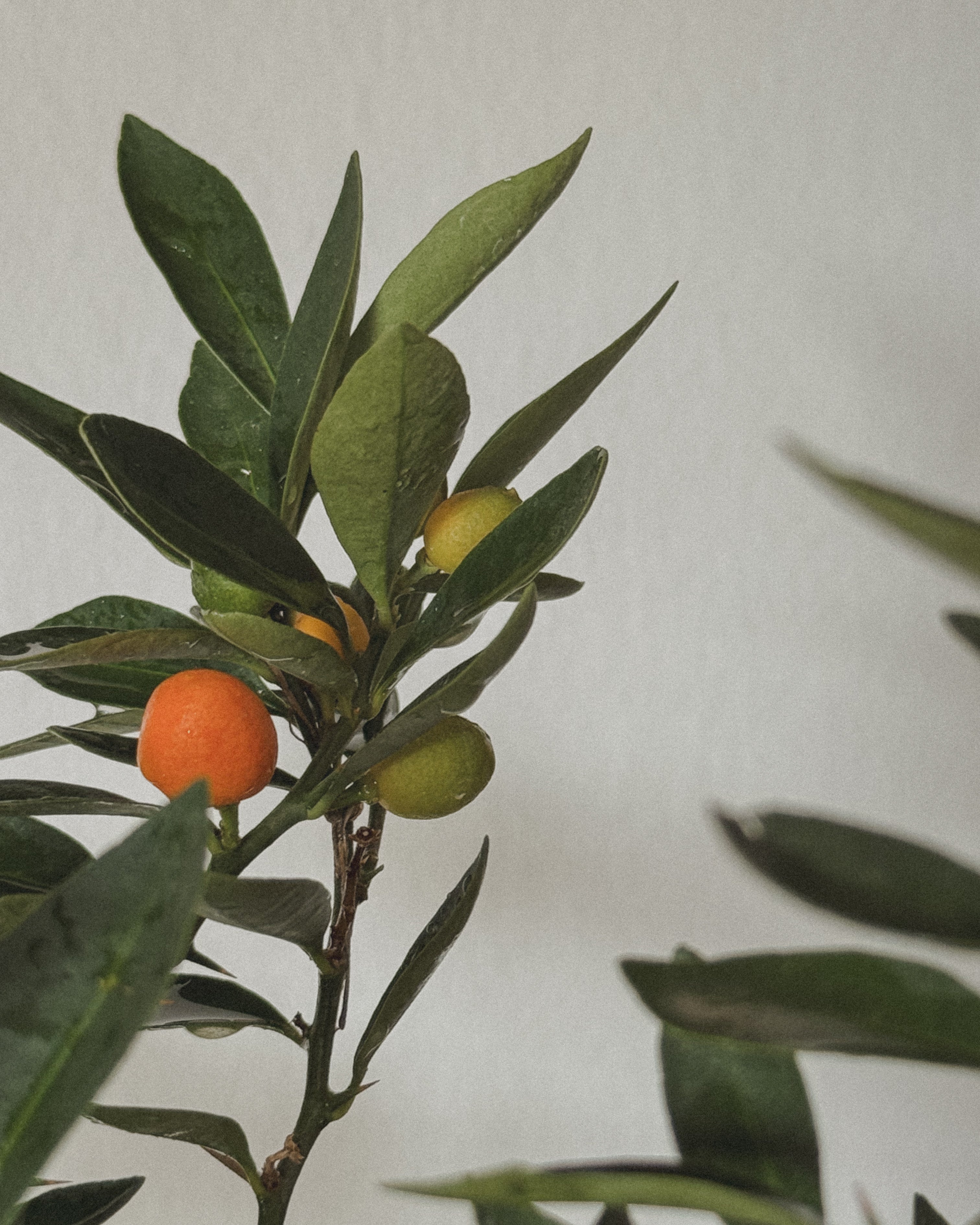 Lucky Kinkan in round pot