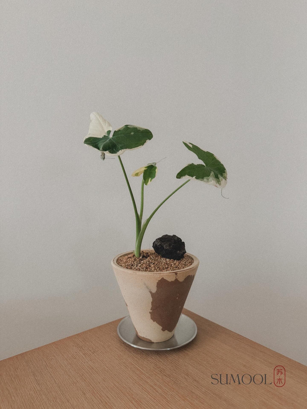 Alocasia Mickey Mouse