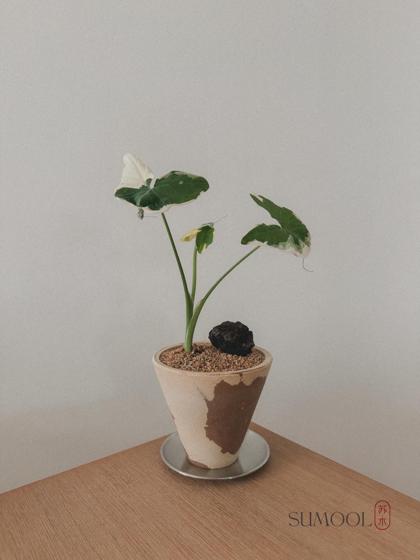Alocasia Mickey Mouse