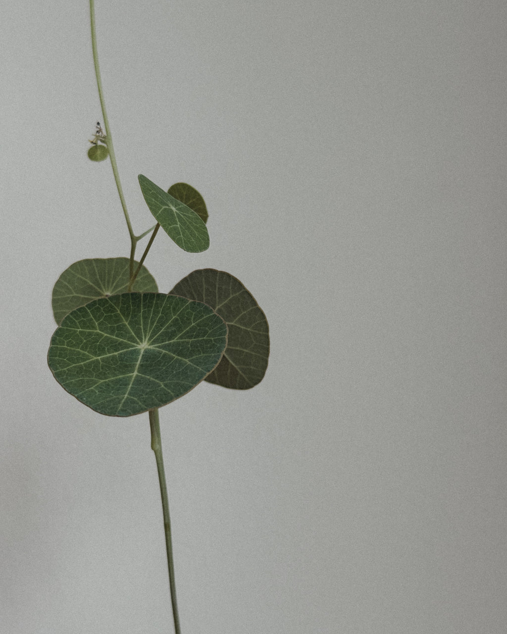 Stephania Erecta in Round pot