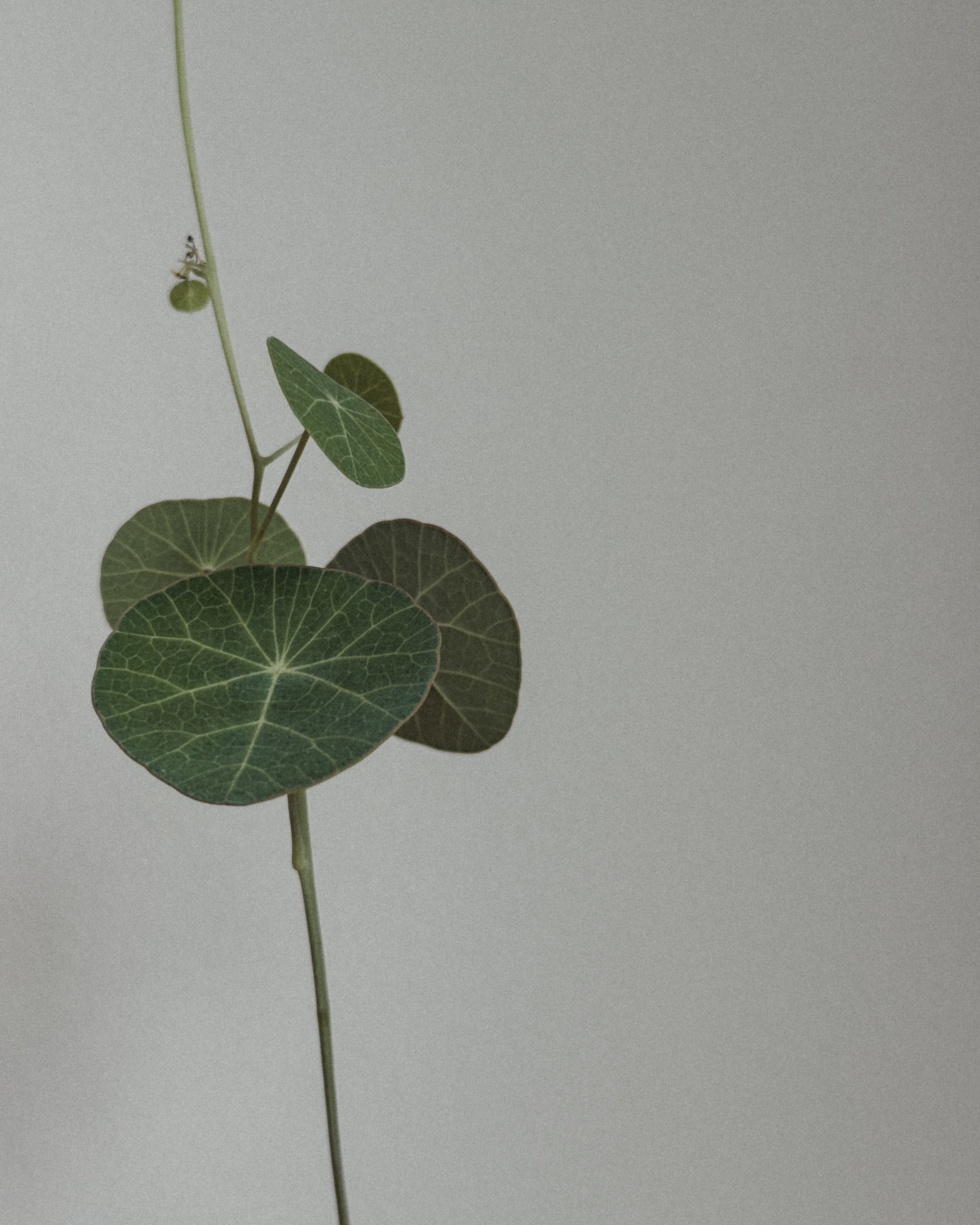 Stephania Erecta in Round pot