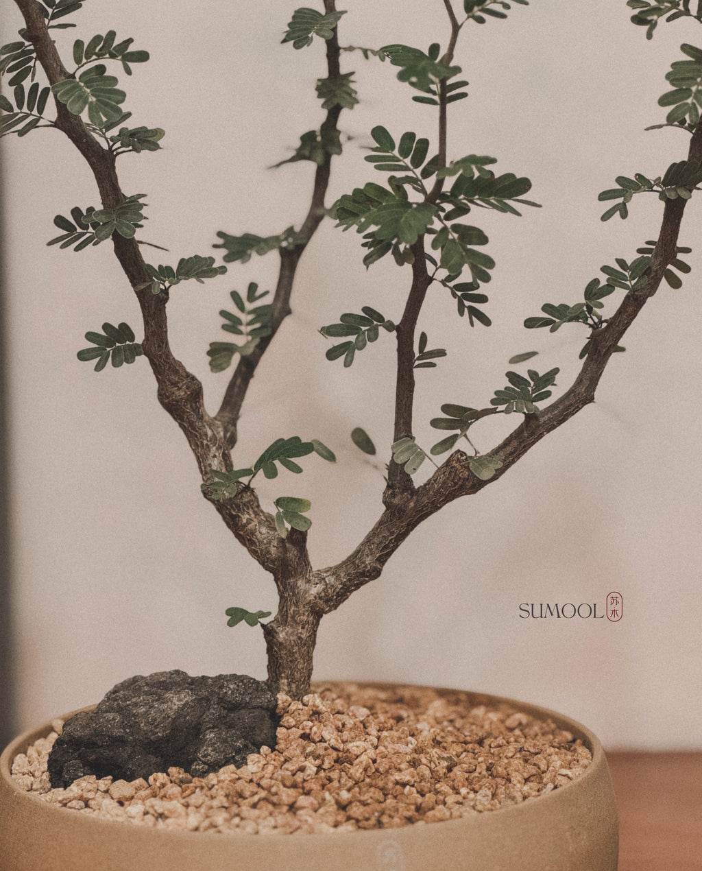 Senna meridionalis