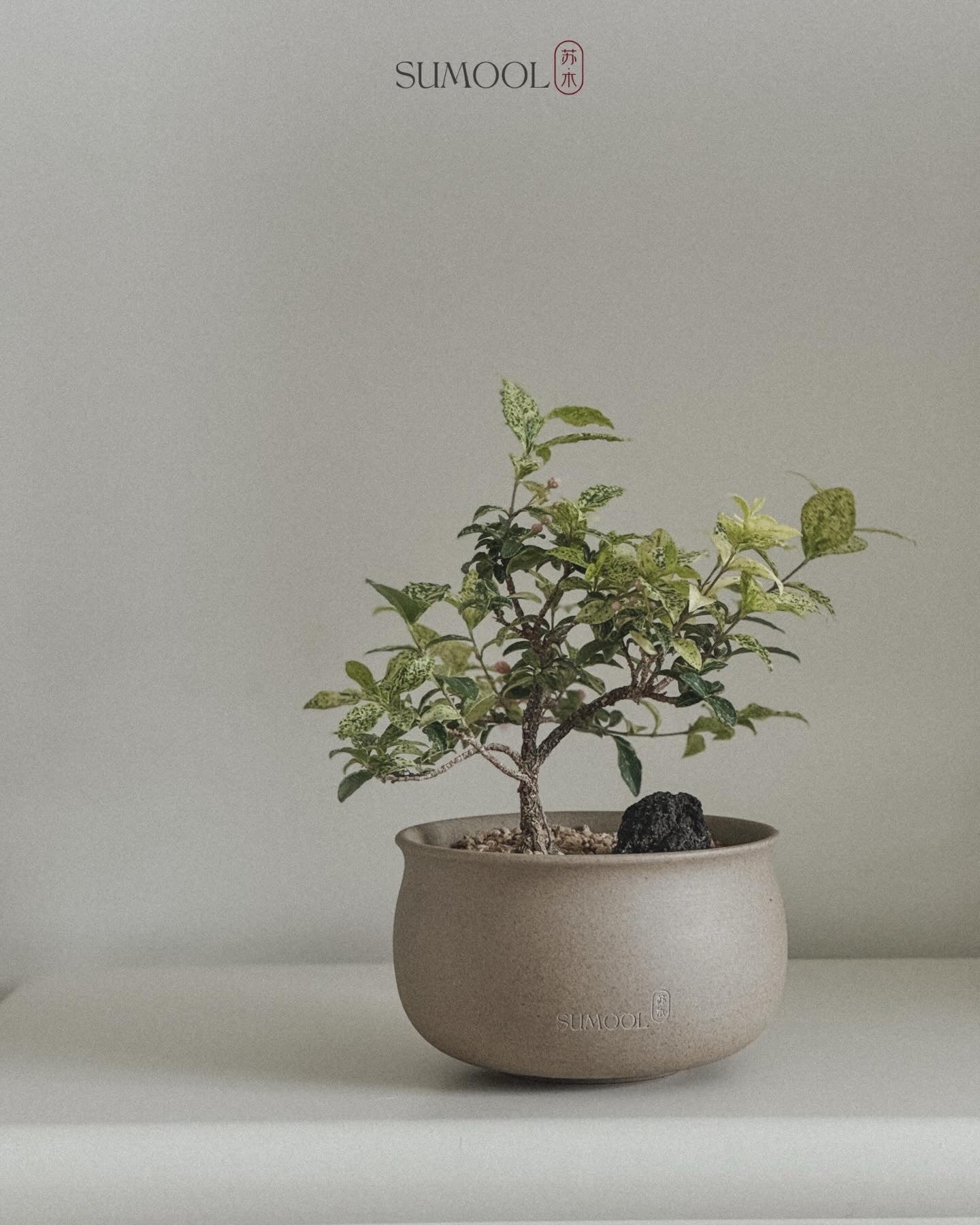 Variegated Cherry Barbados Mini Bonsai
