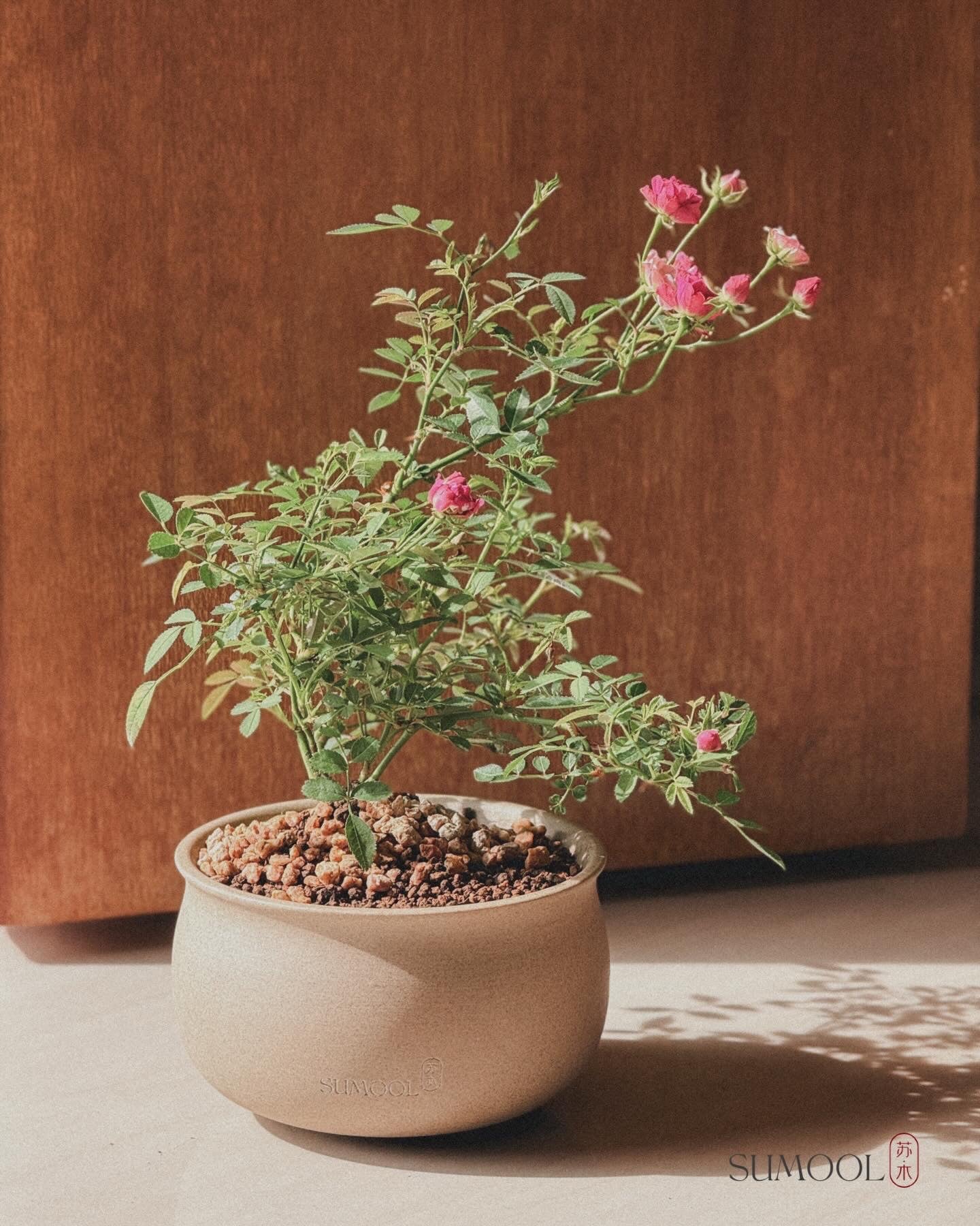 Japanese Fairy Rose Mini