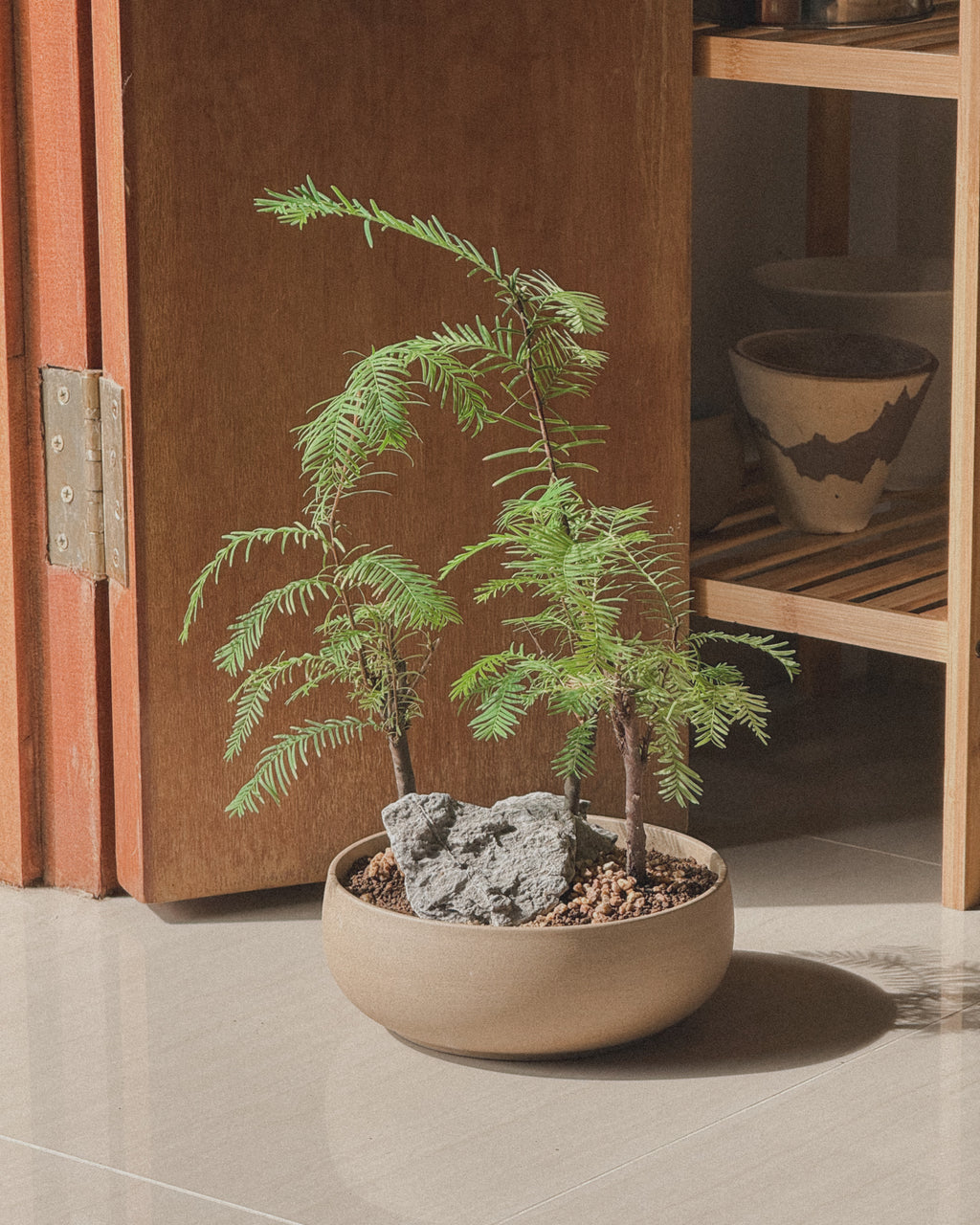 Dawn Redwood - Table forest style in round