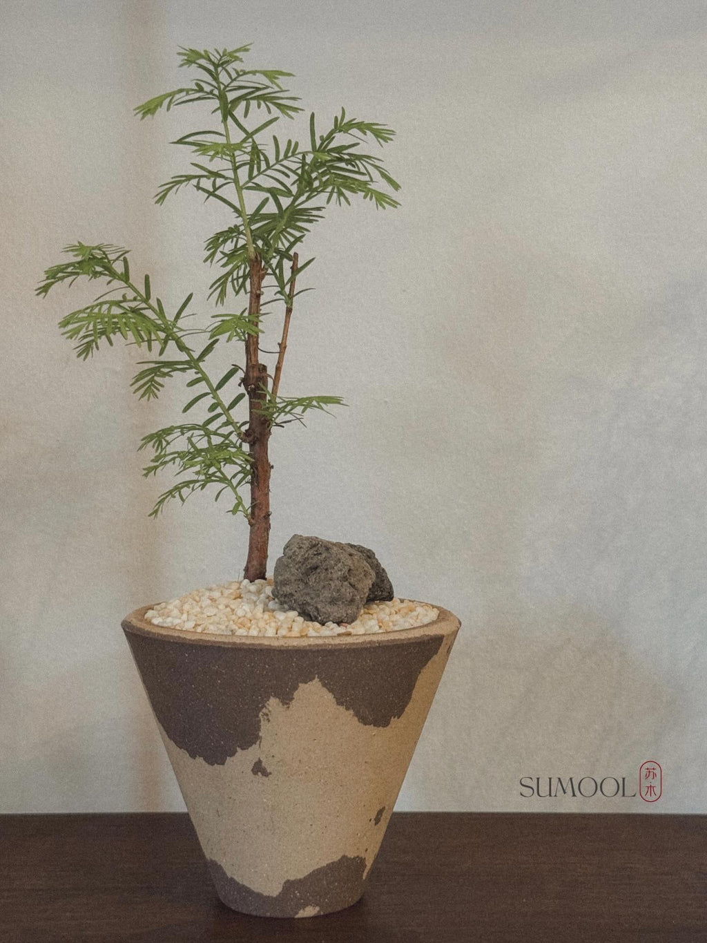 Dawn Redwood