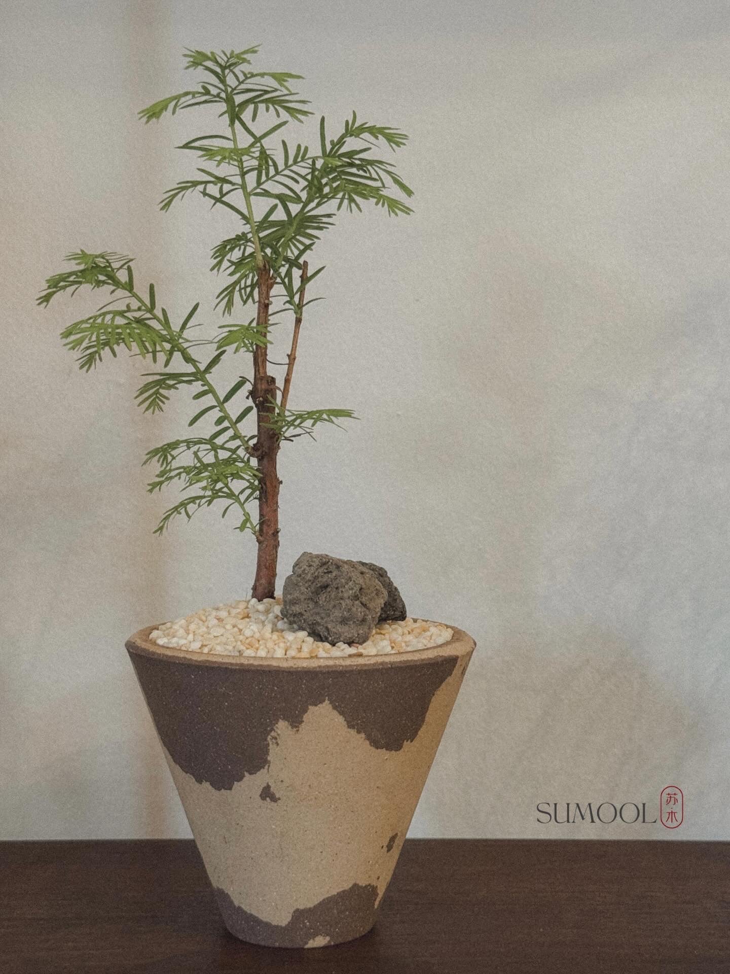 Dawn Redwood