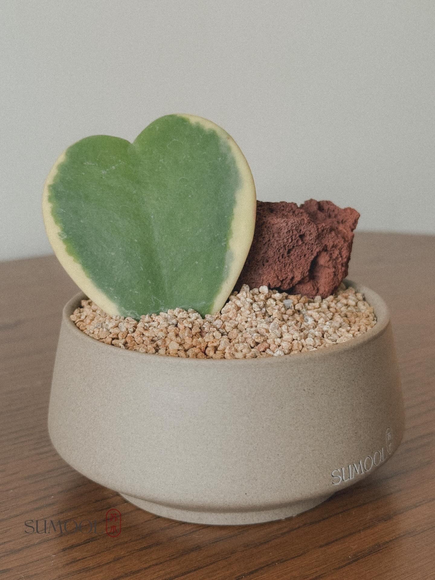 Hoya Kerri