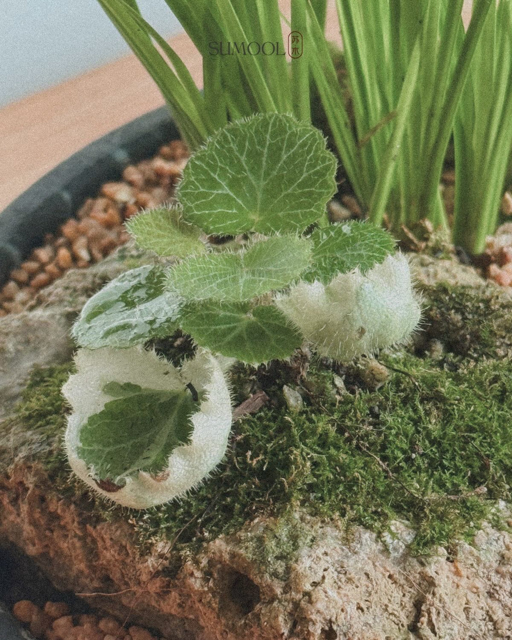 Little Mountain