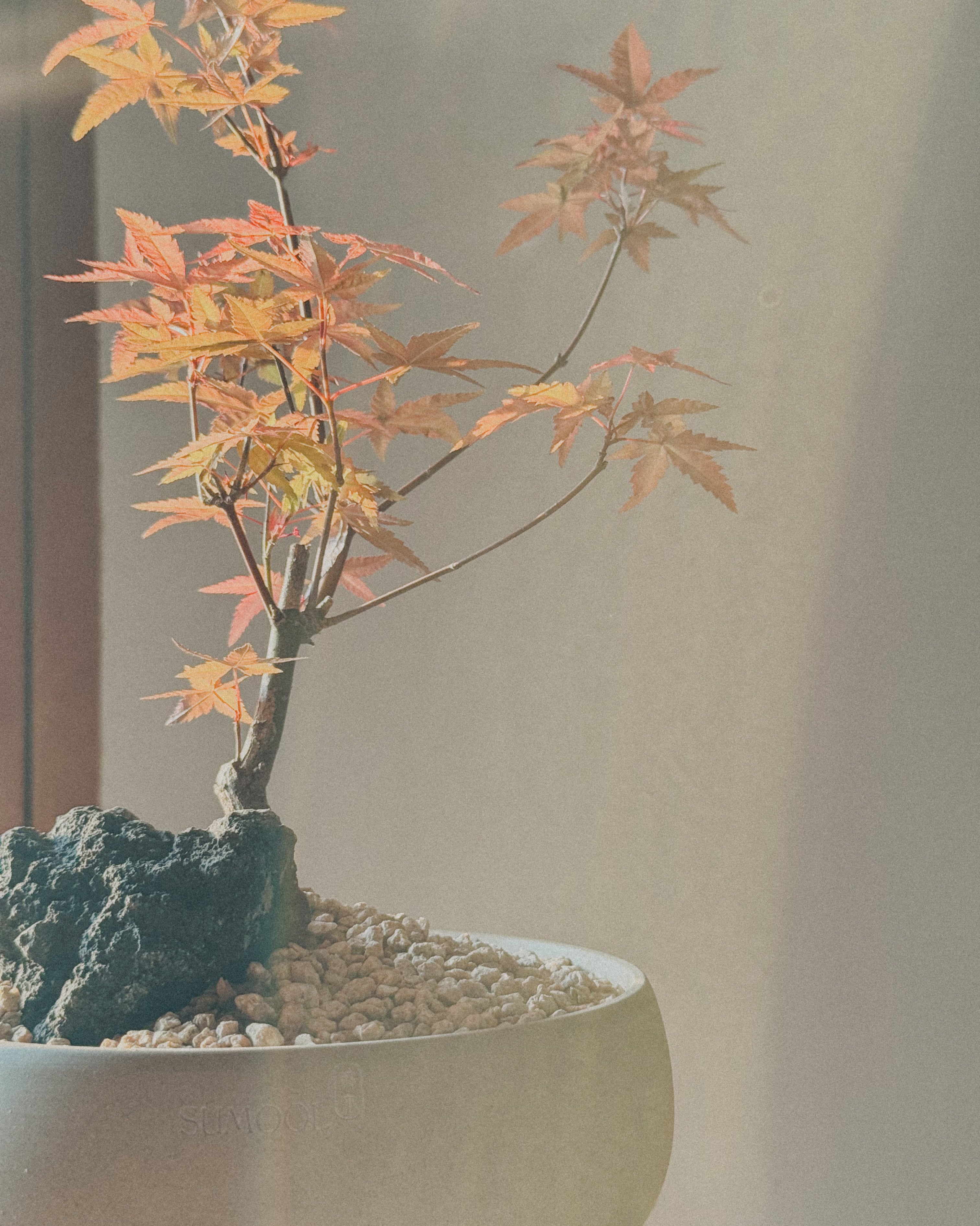 Lucky Maple bonsai