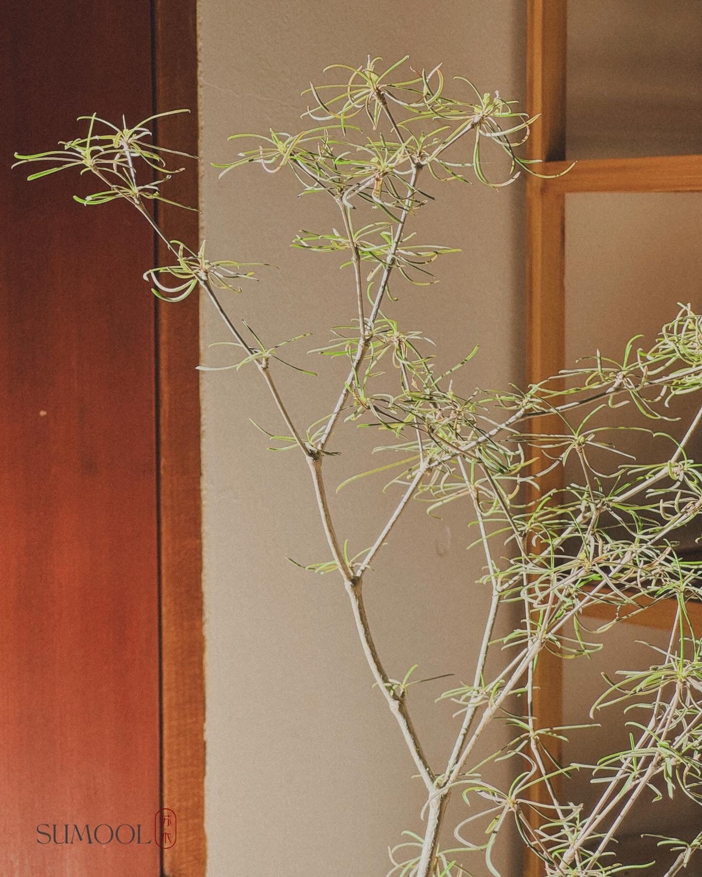 Euphorbia Hedyotoides (tall)