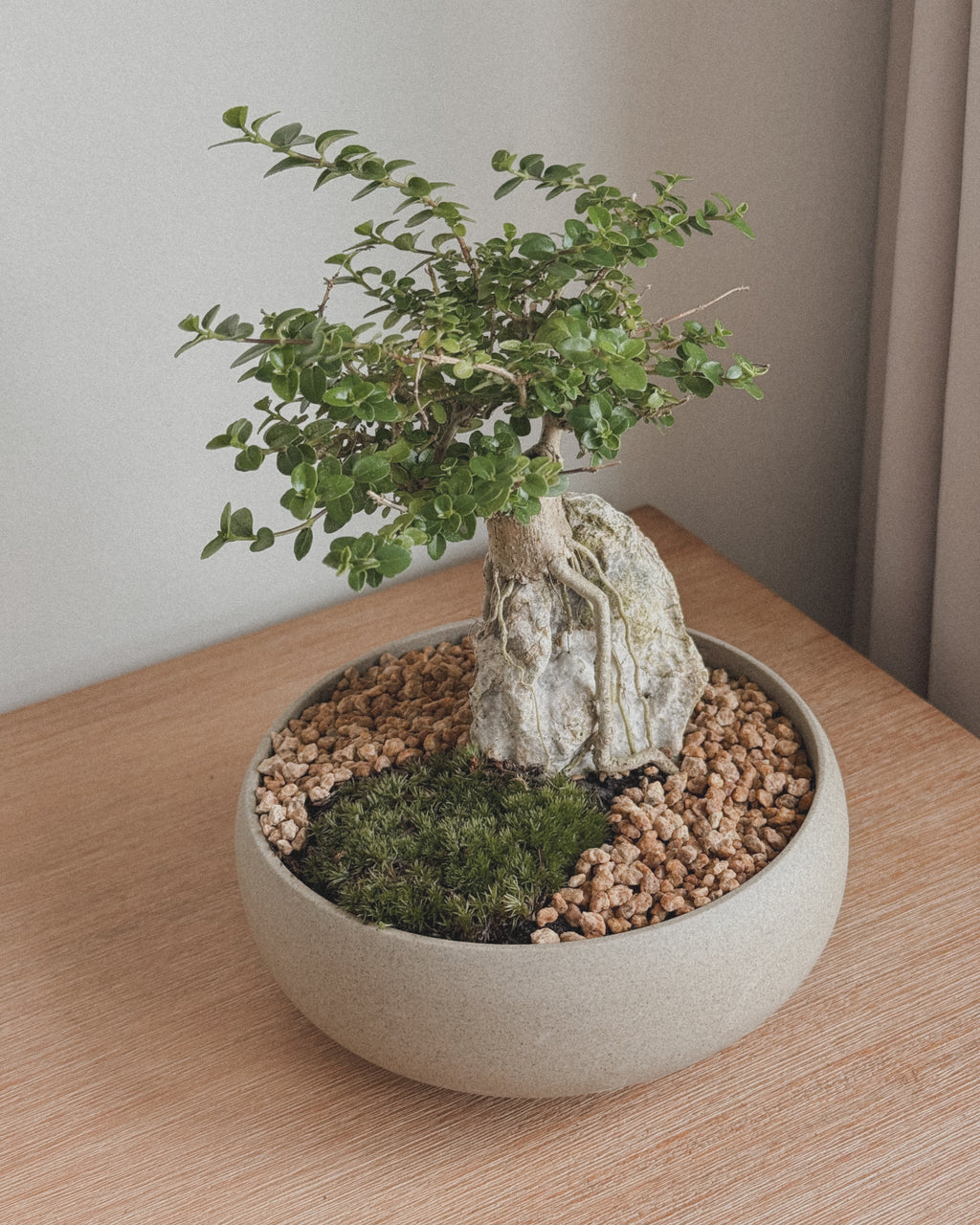 Mini Premna Bonsai on Rock