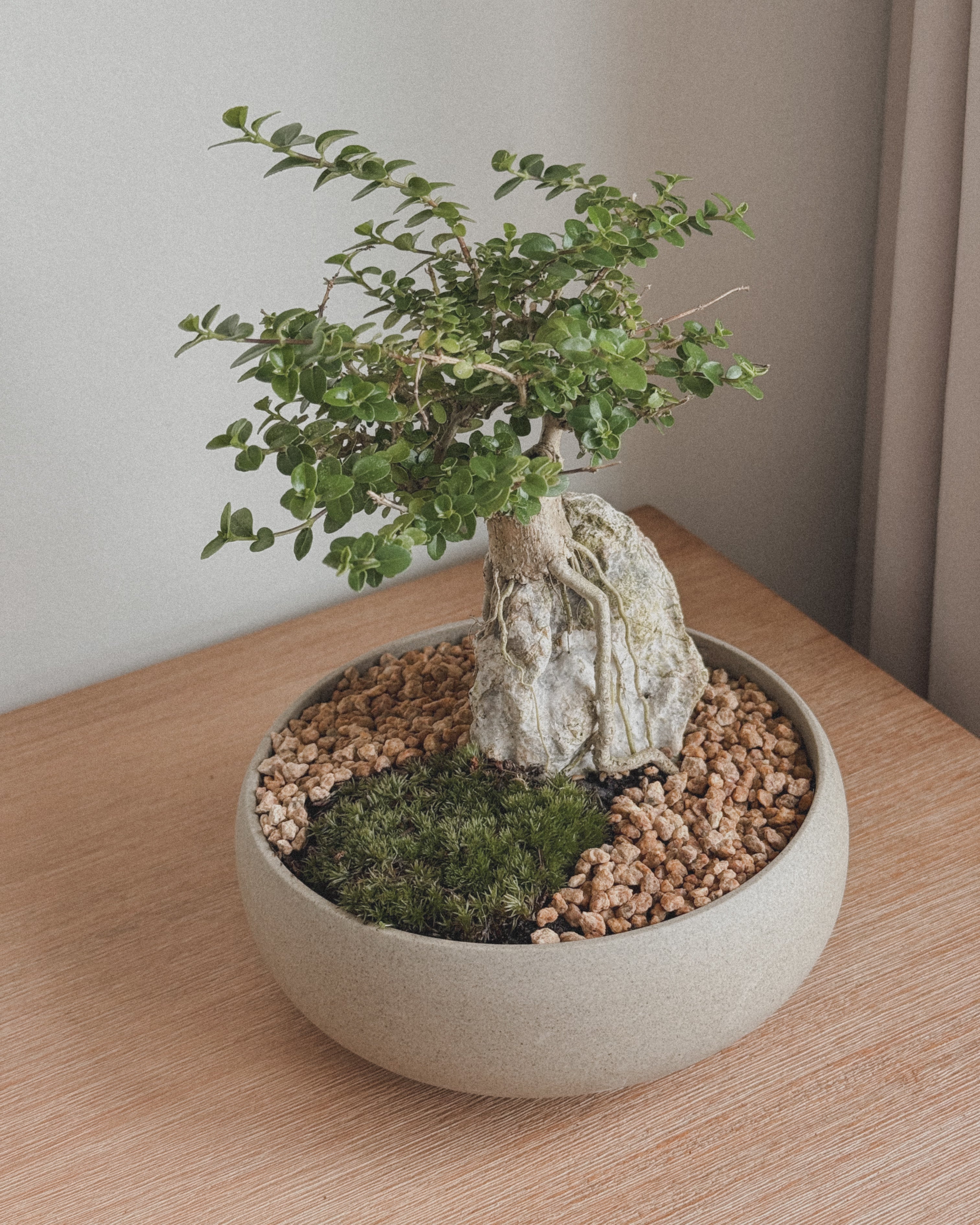 Mini Premna Bonsai on Rock