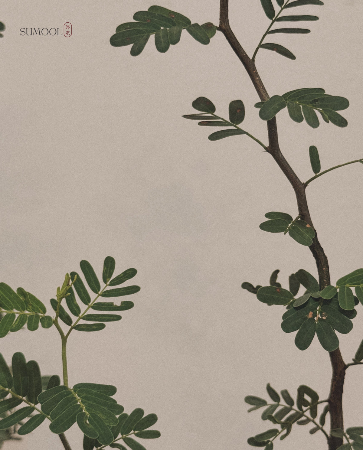 Senna meridionalis