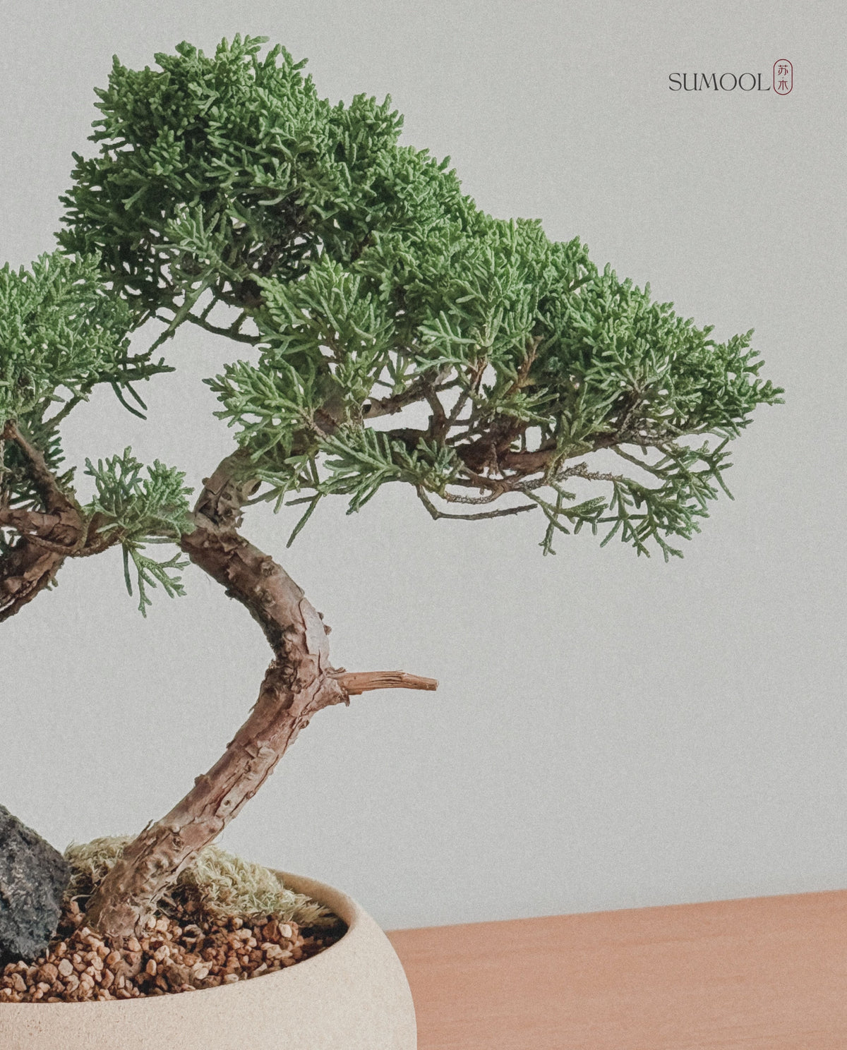 Shimpaku Juniper Bonsai in round sand pot