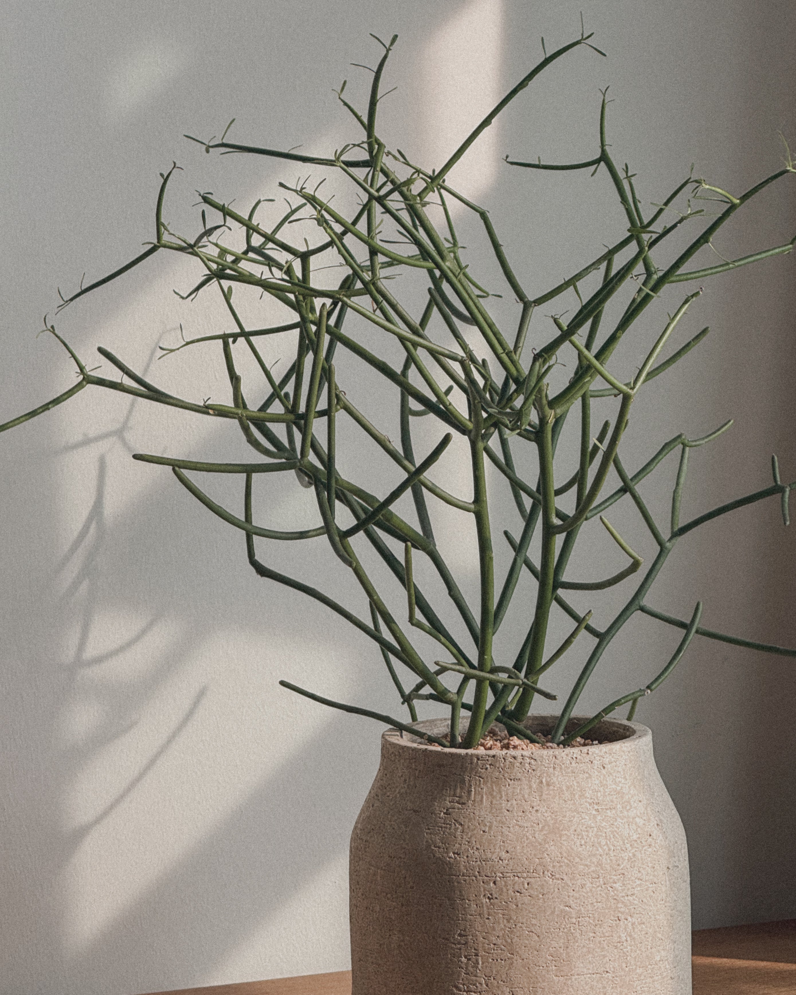 Euphorbia tirucalli