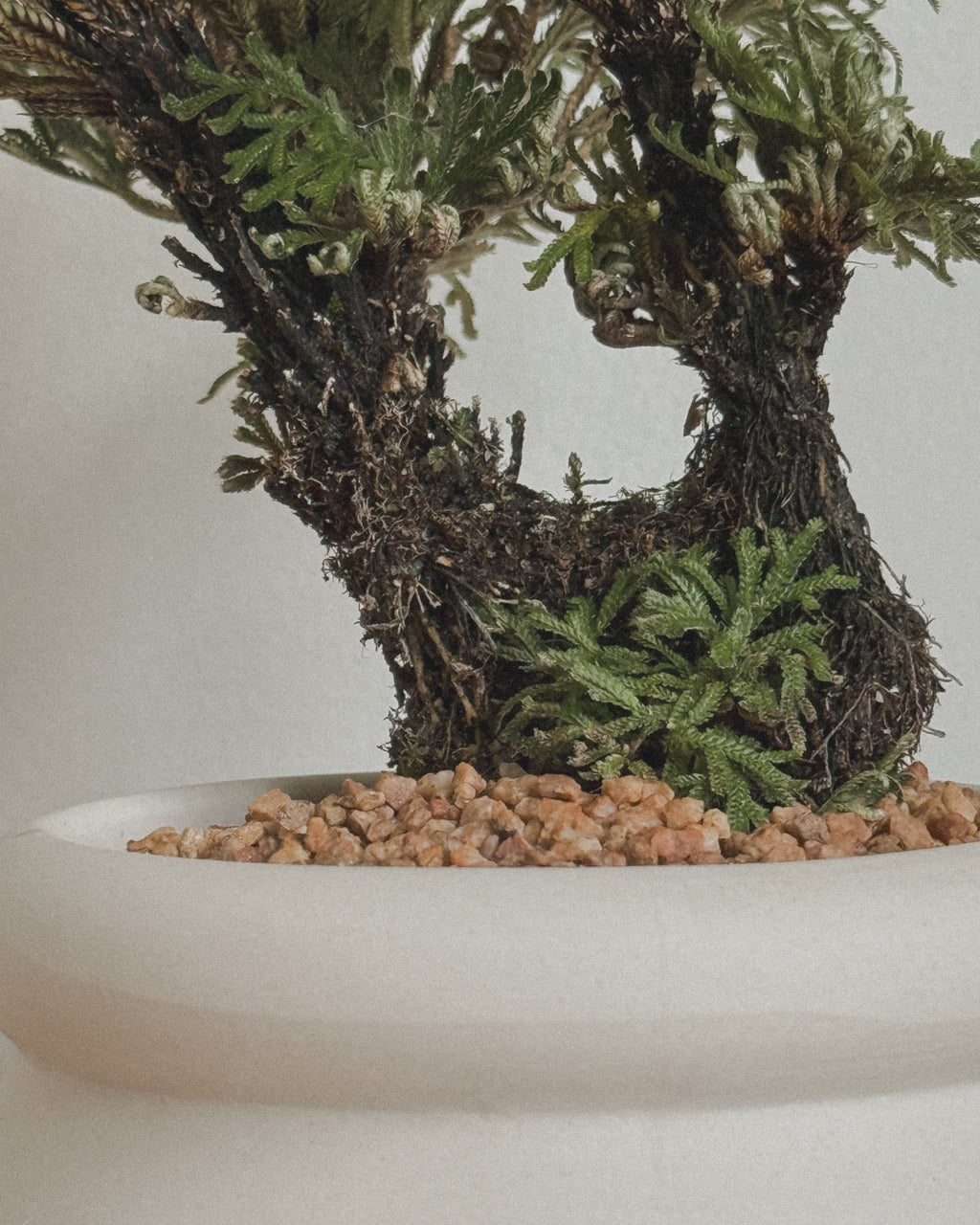 Selaginella Bonsai