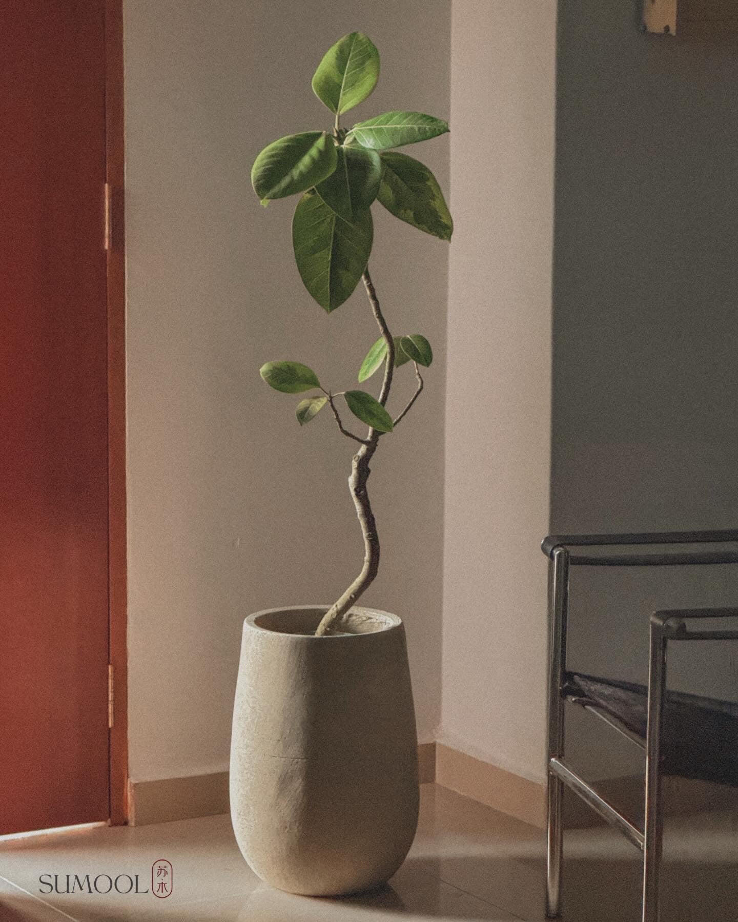 Ficus altissima