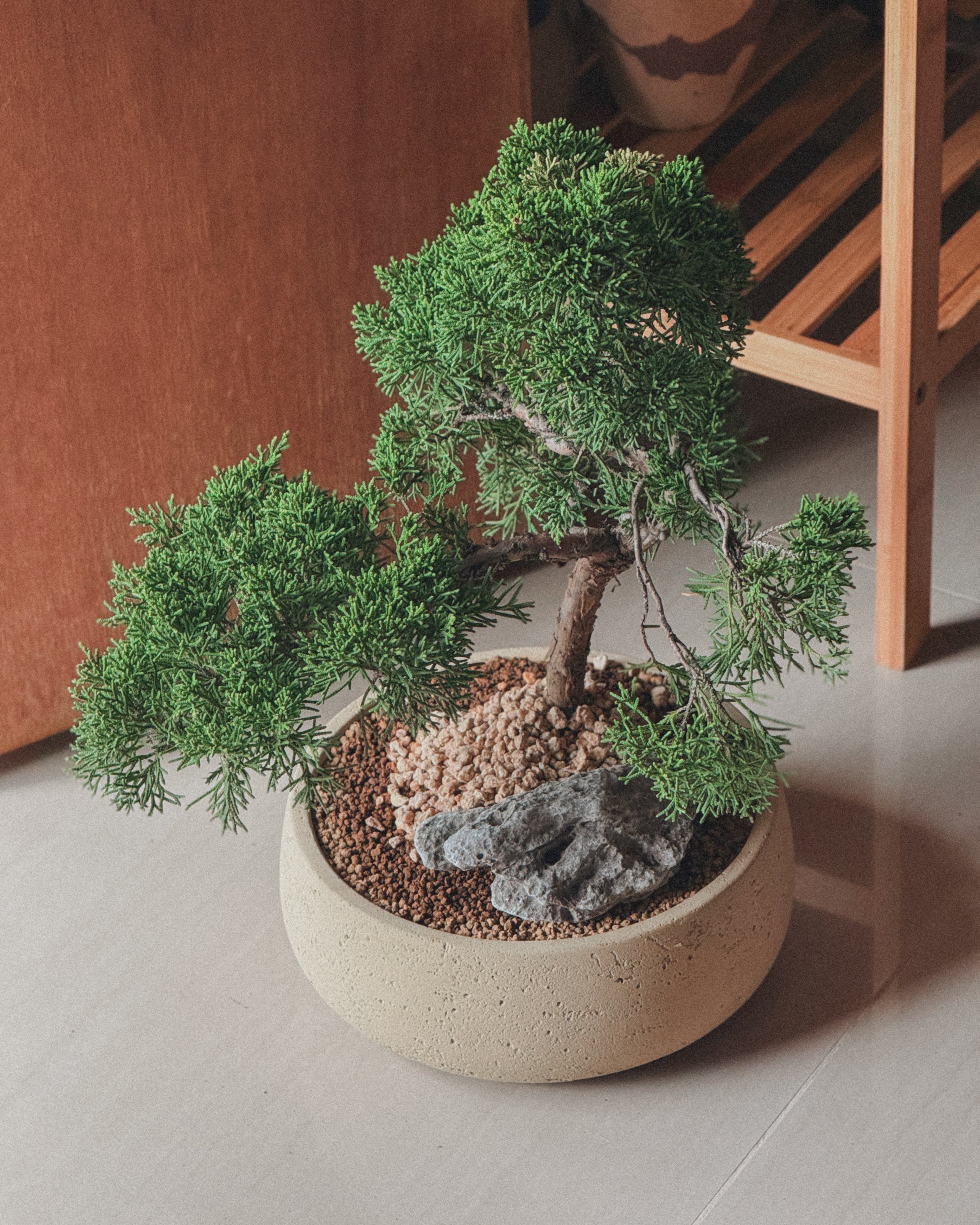 Shimpaku Juniper Bonsai in round cream pot