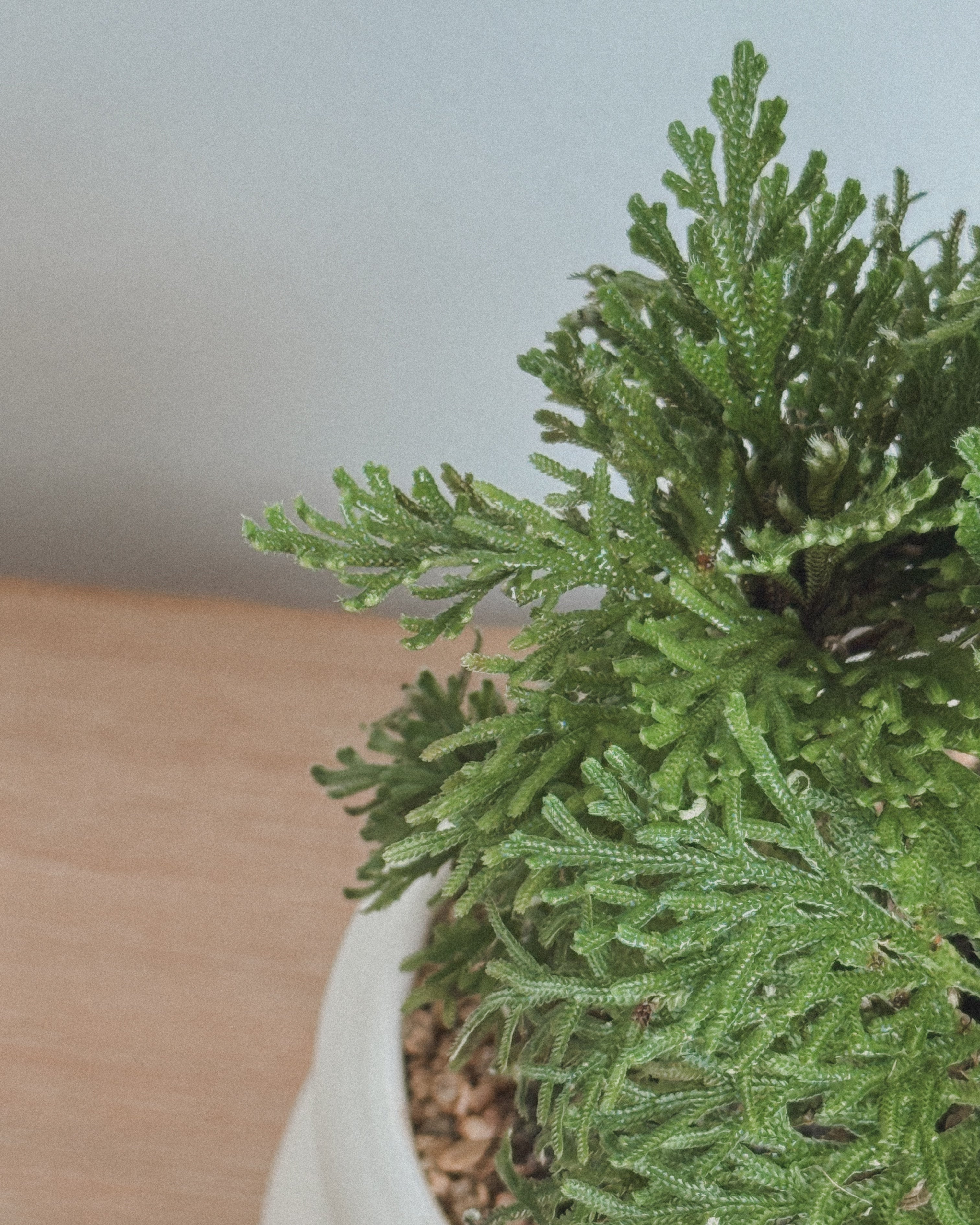 Selaginella Bonsai