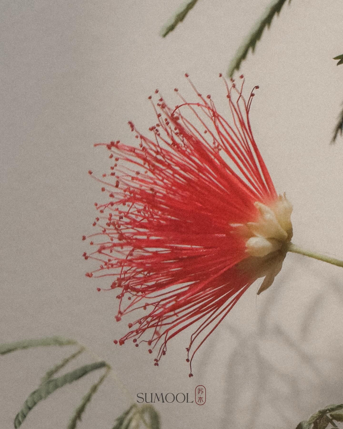 Red Powder Puff (Calliandra haematocephala)