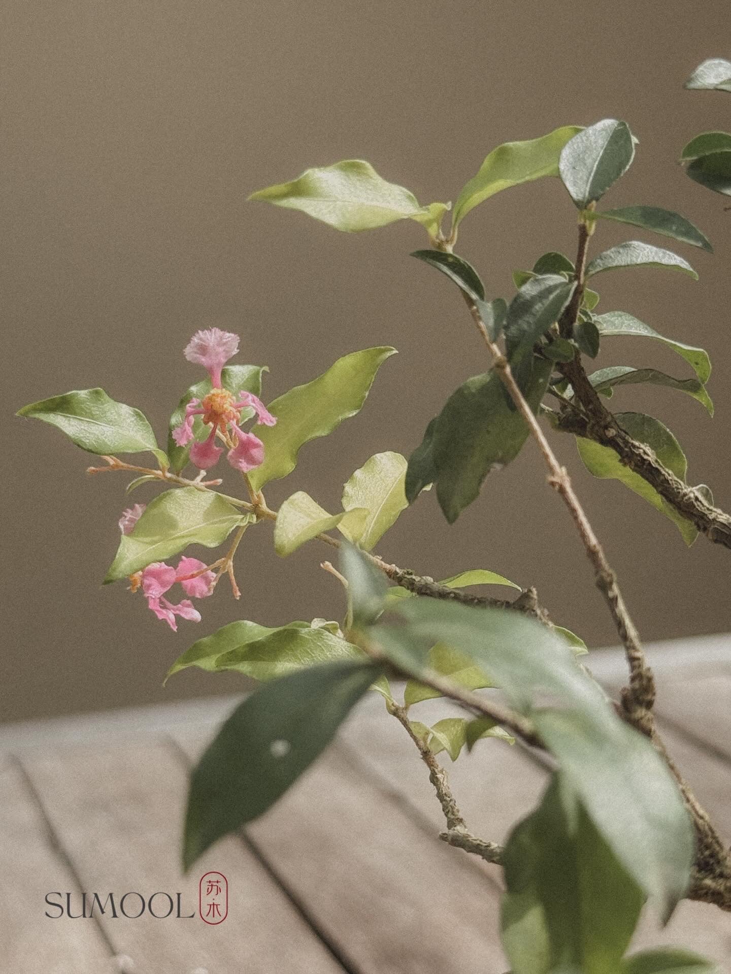 Cherry Barbados Mini Bonsai
