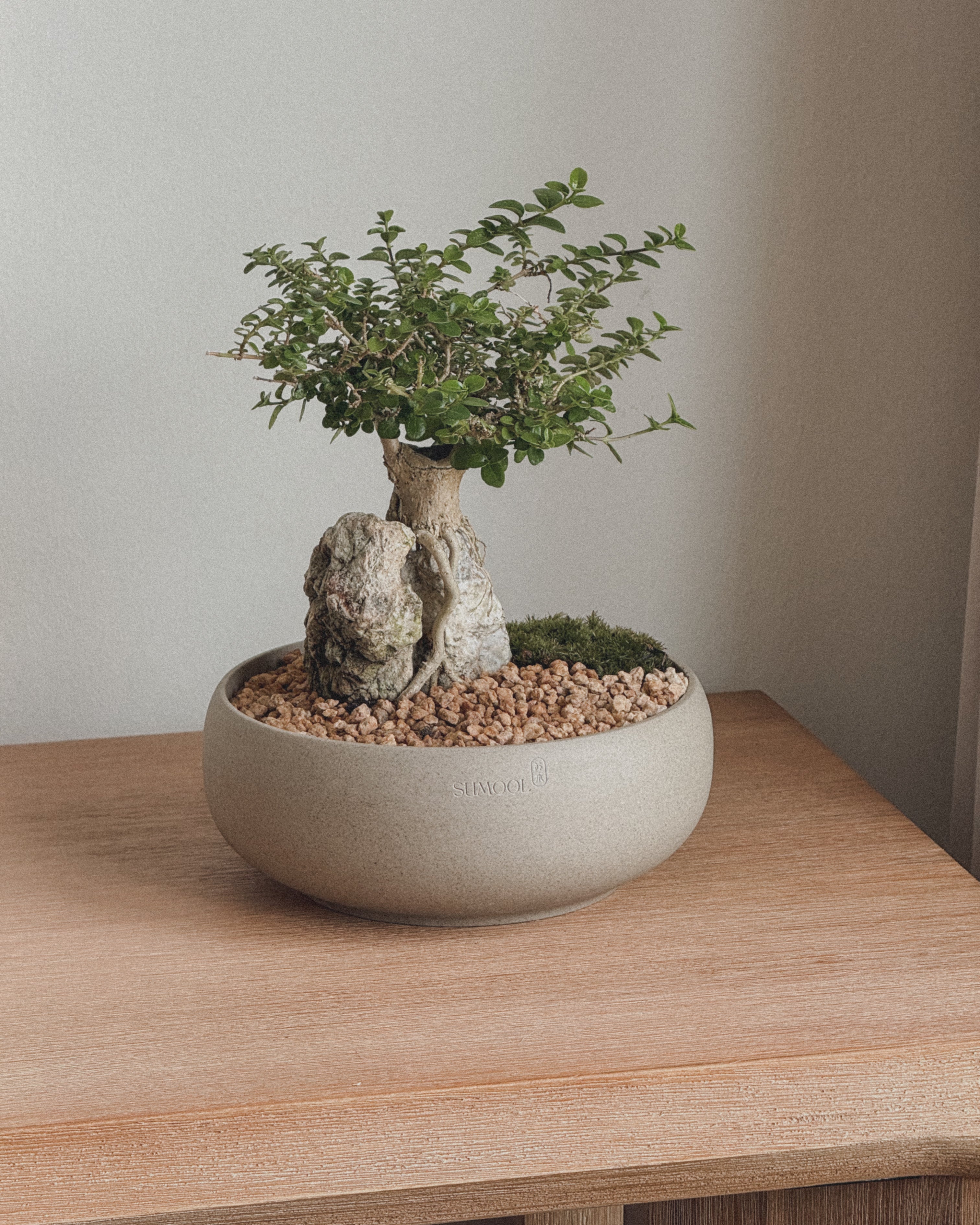 Mini Premna Bonsai on Rock