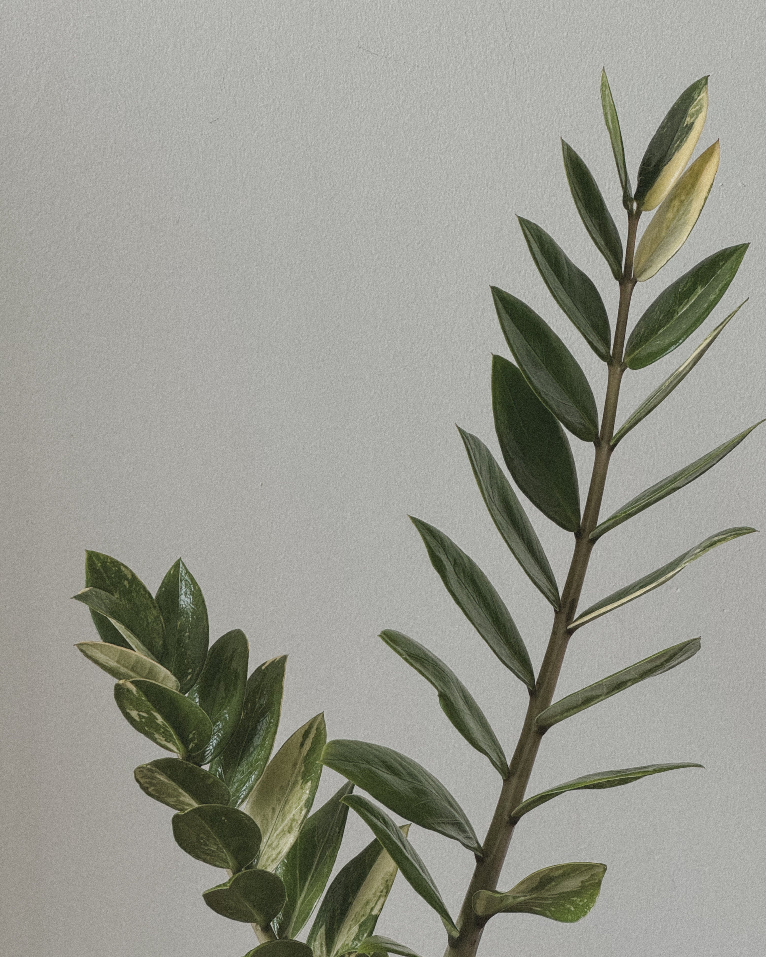 Lucky ZZ Varigated Zamioculas Zamiifolia