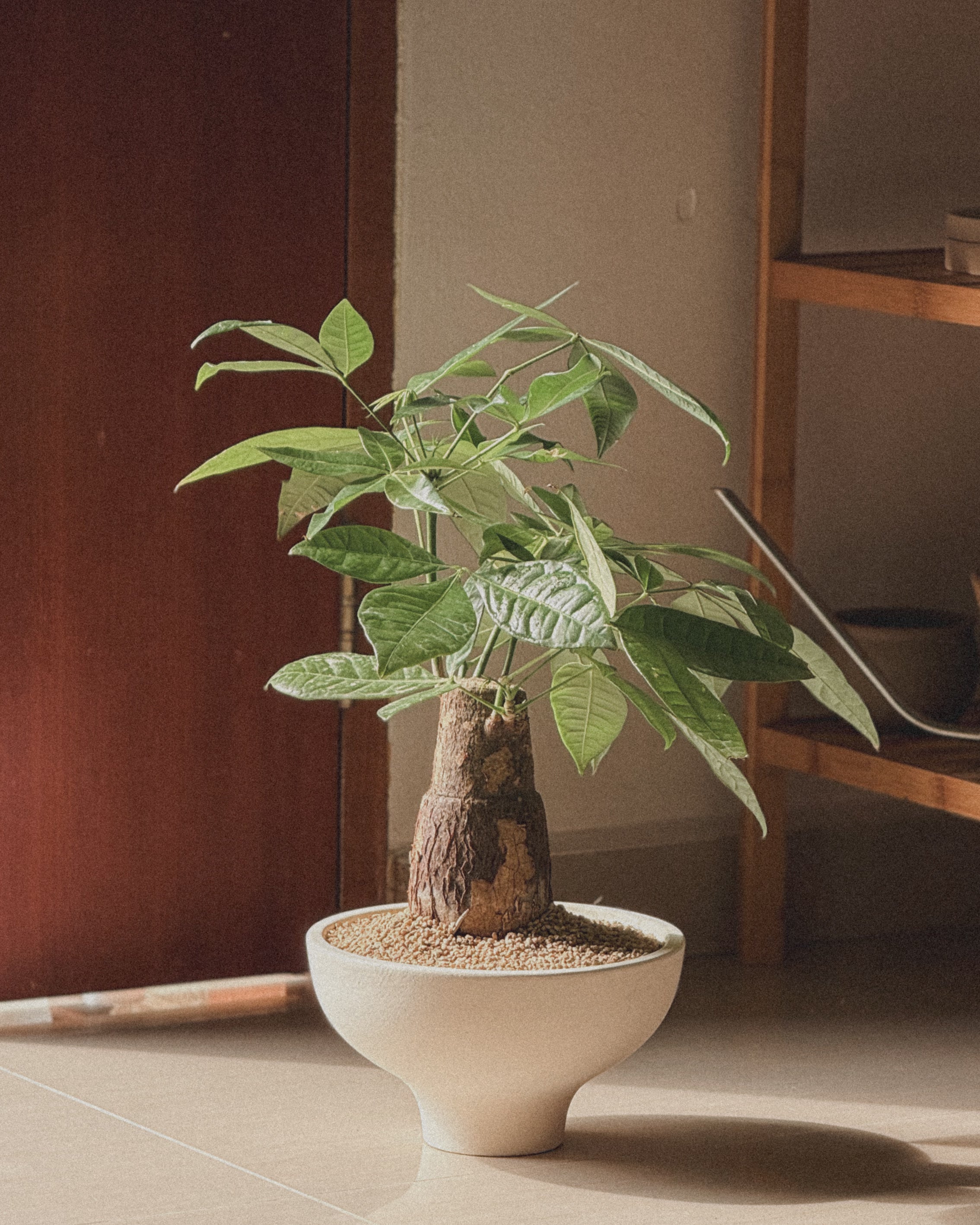 Lucky Pachira (Money Tree)