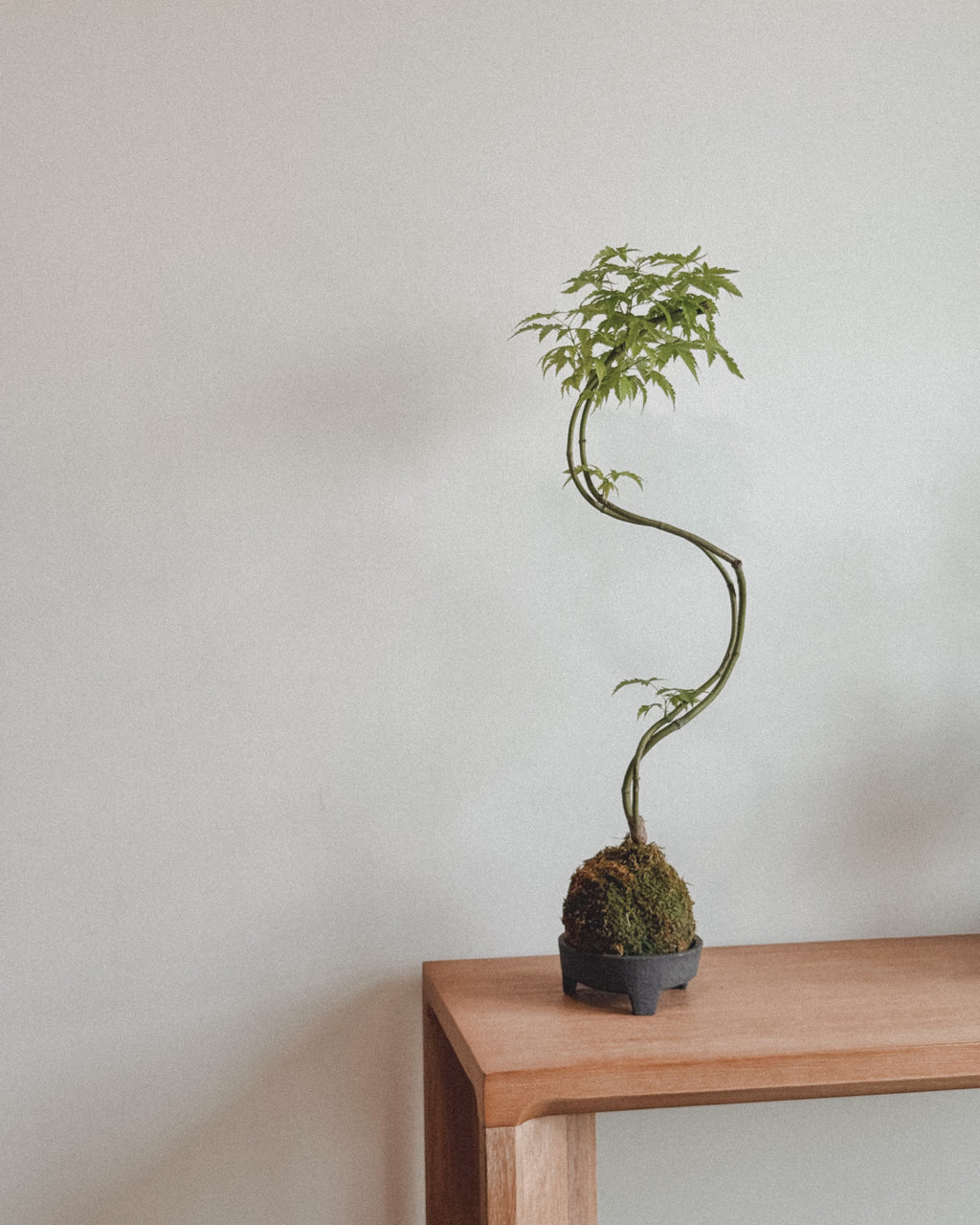 Japanese Maple kokedama