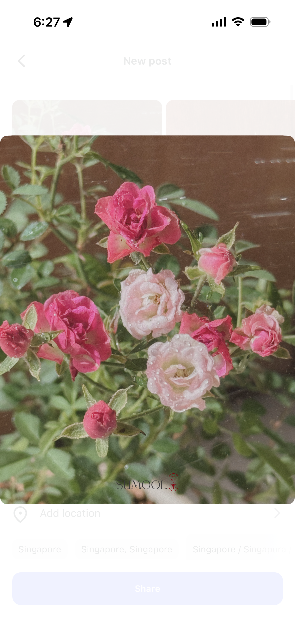 Japanese Fairy Rose Mini