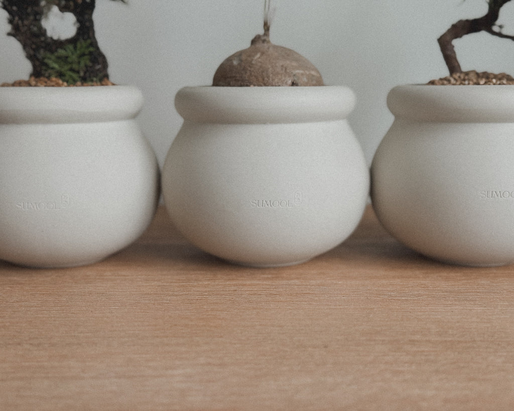 Stephania Erecta in Round pot