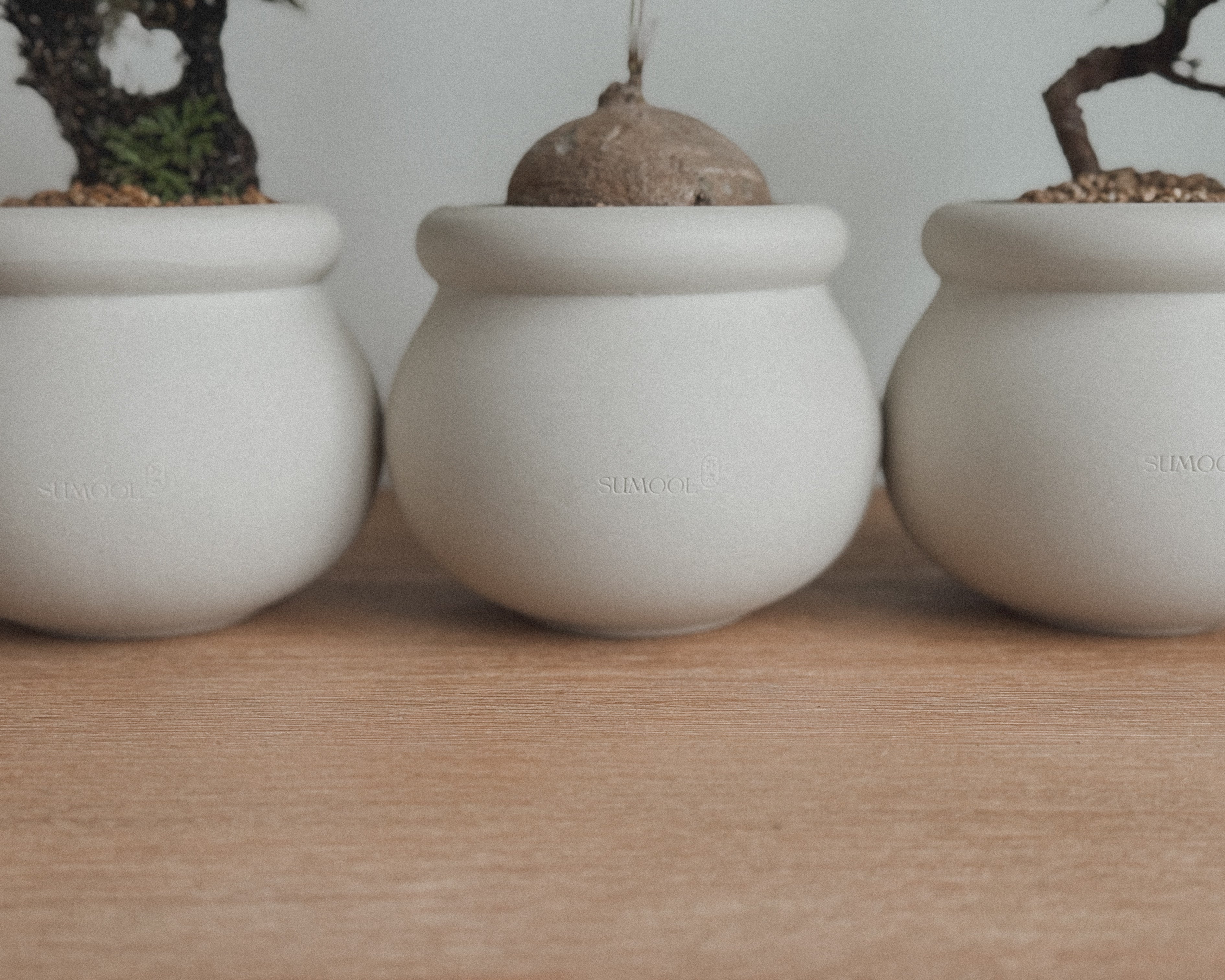Stephania Erecta in Round pot