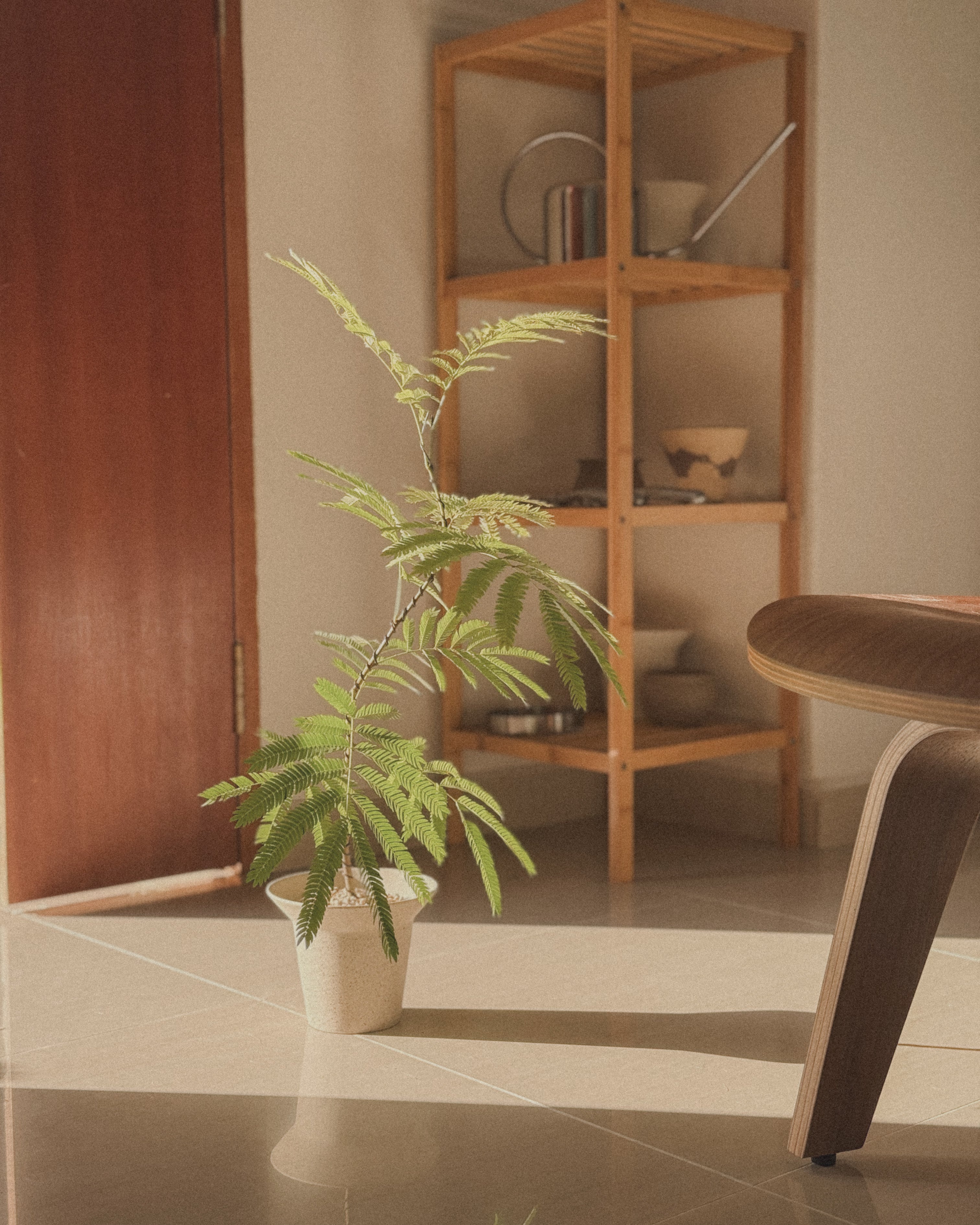 Everfresh Tree (Small)