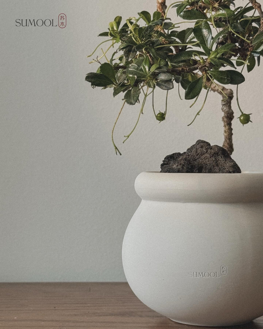 Fukien Tea Bonsai - kumomono (雲物) style