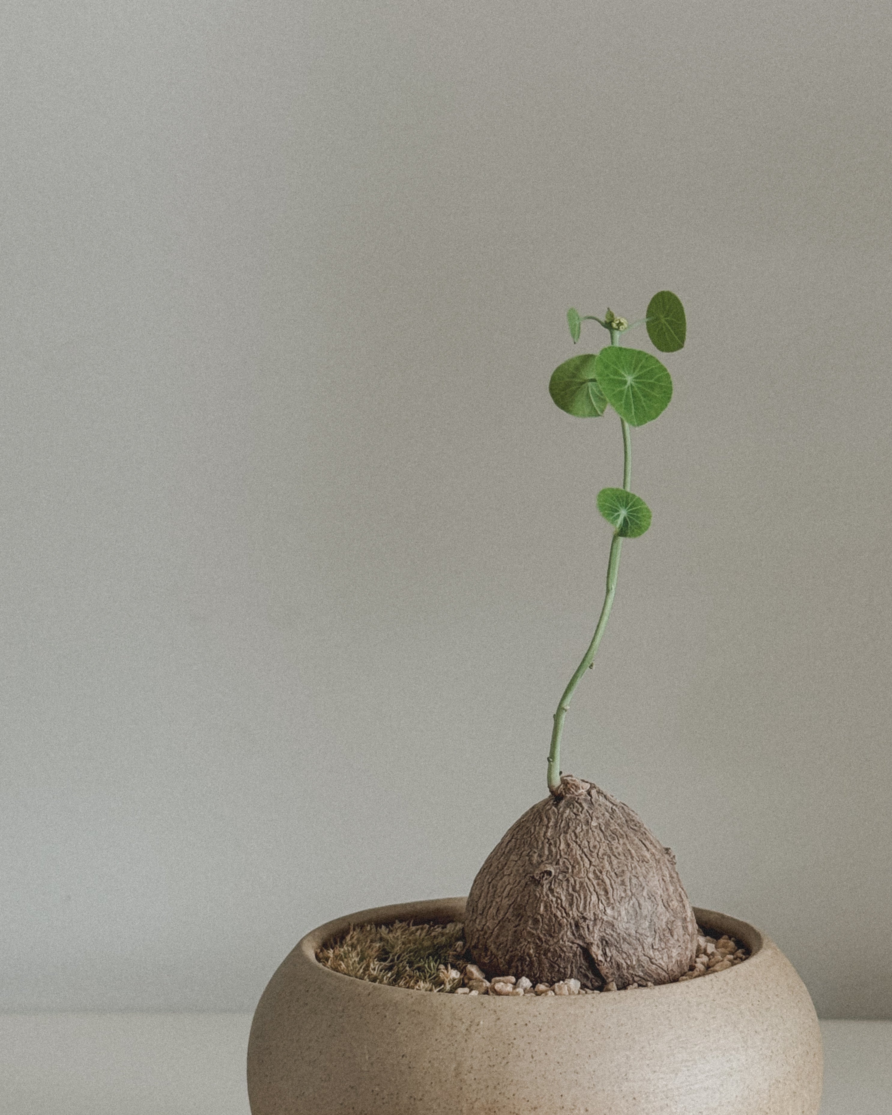 Stephania Erecta in mini