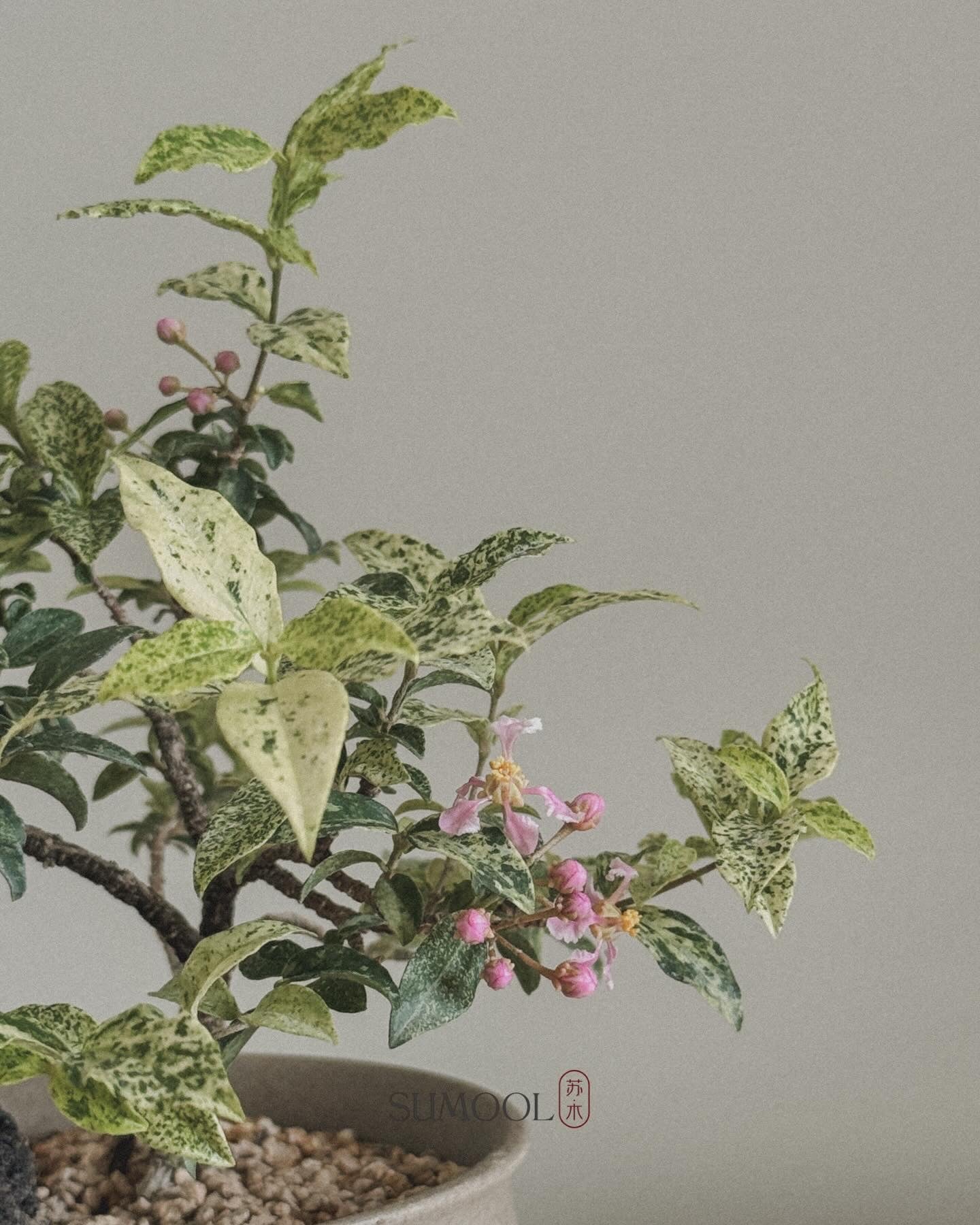 Variegated Cherry Barbados Mini Bonsai