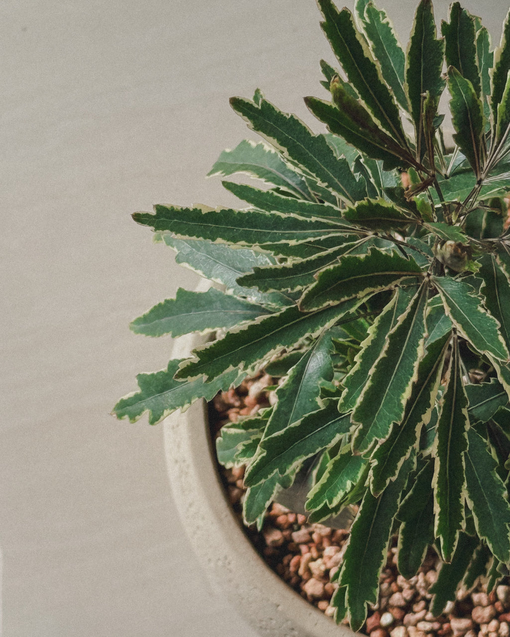 Lucky Schefflera Elegantissima in cream round pot