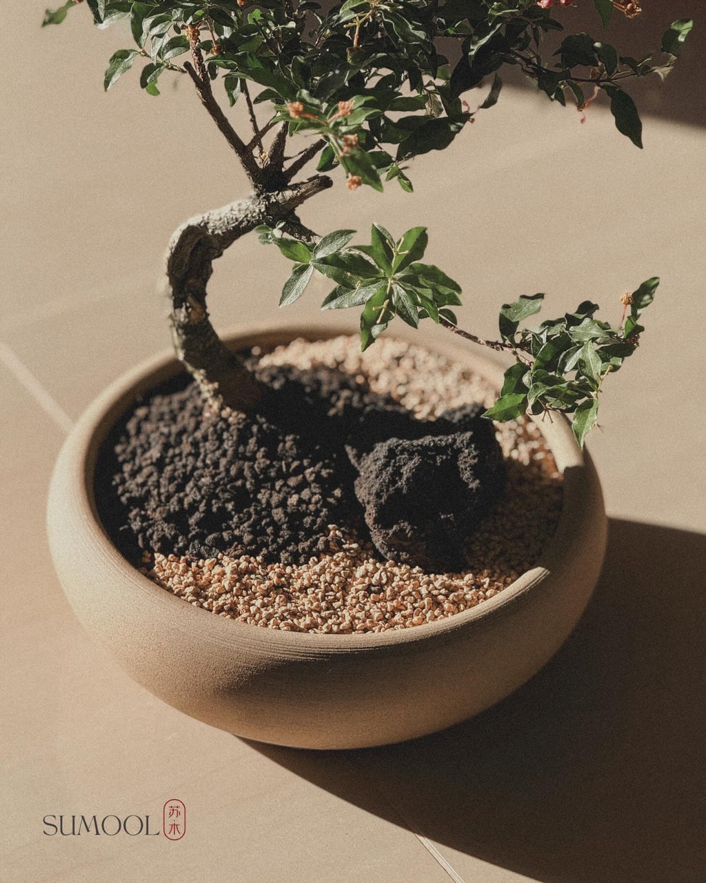 Cherry Barbados Bonsai