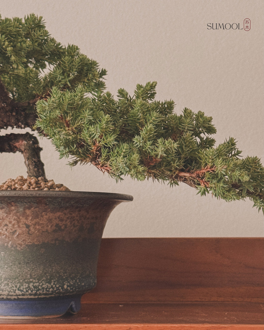 Japanese Juniper Sleeping Pine
