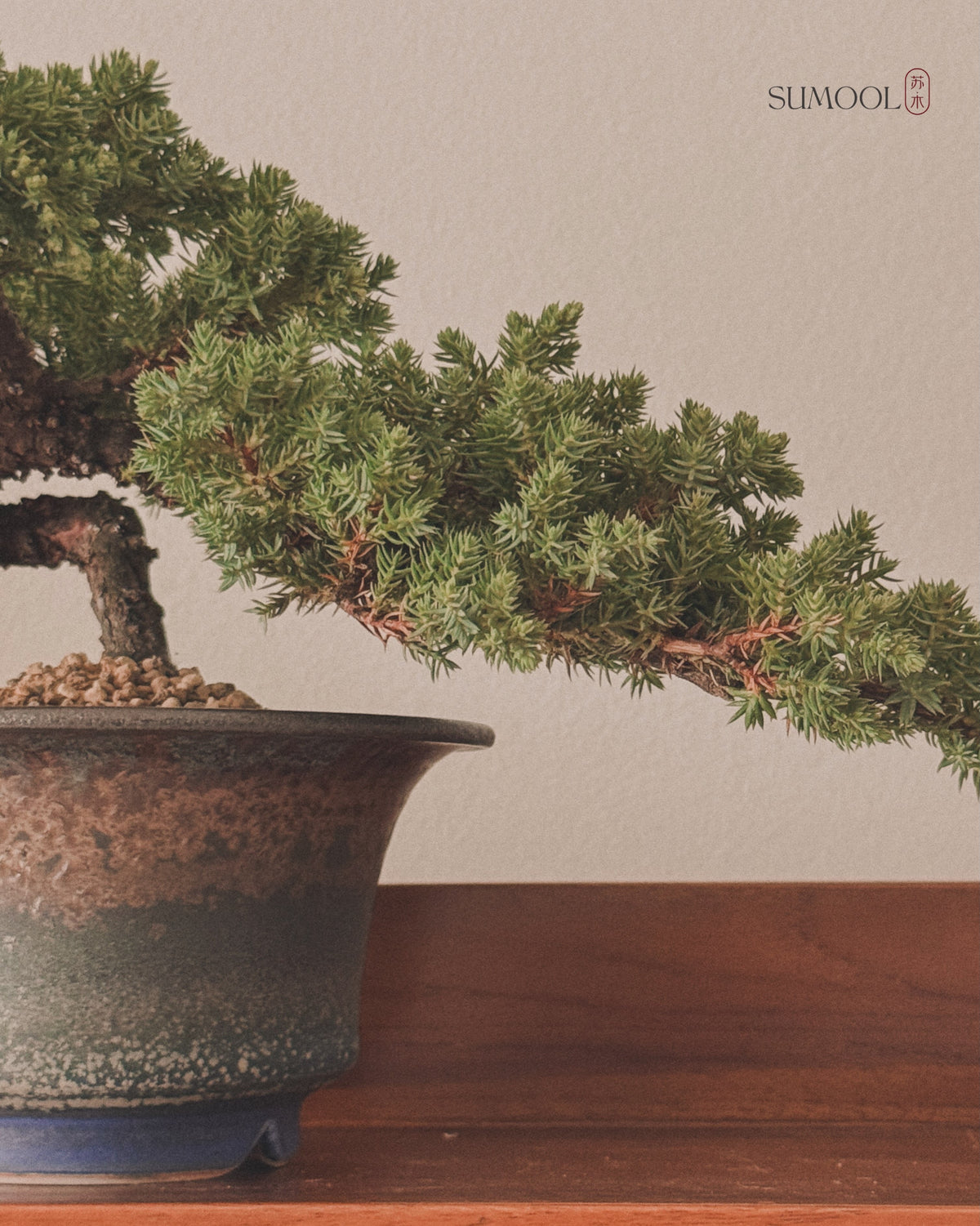 Japanese Juniper Sleeping Pine