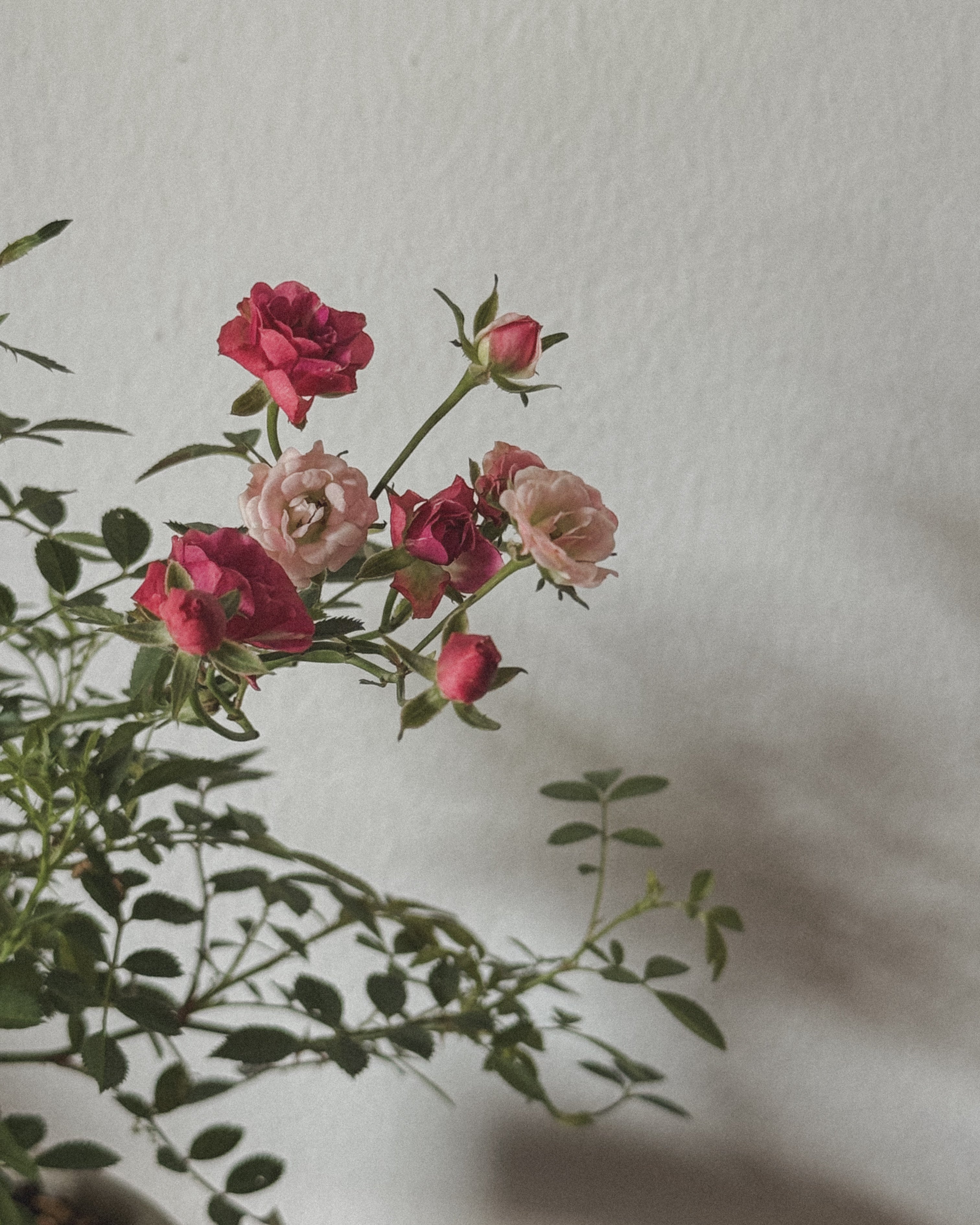 Japanese Fairy Rose Mini